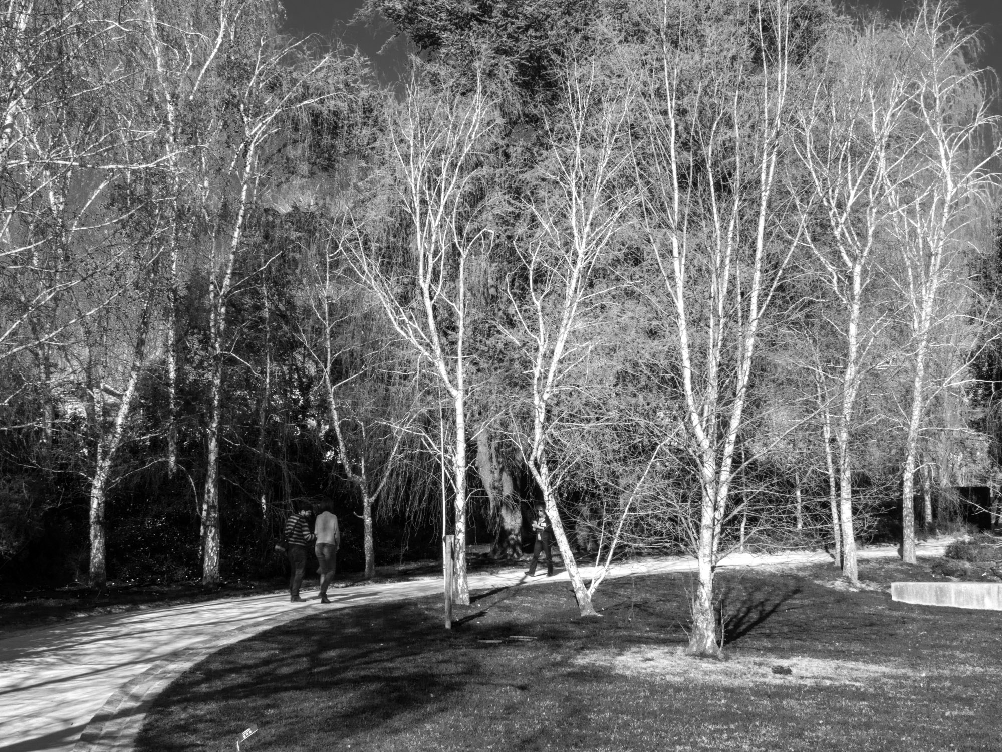 24-200mm F2.8 sample photo. Winter trees (23) photography
