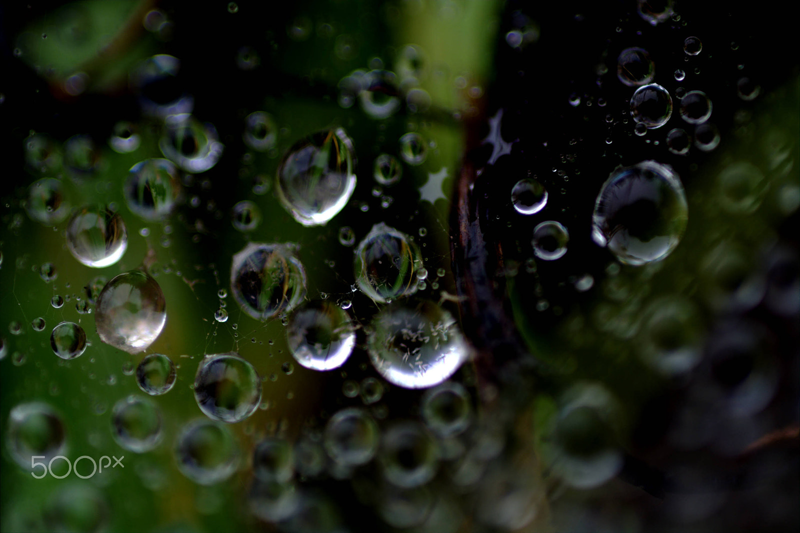 Nikon D7100 + Nikon AF Micro-Nikkor 60mm F2.8D sample photo. Raindrops caught in a web photography