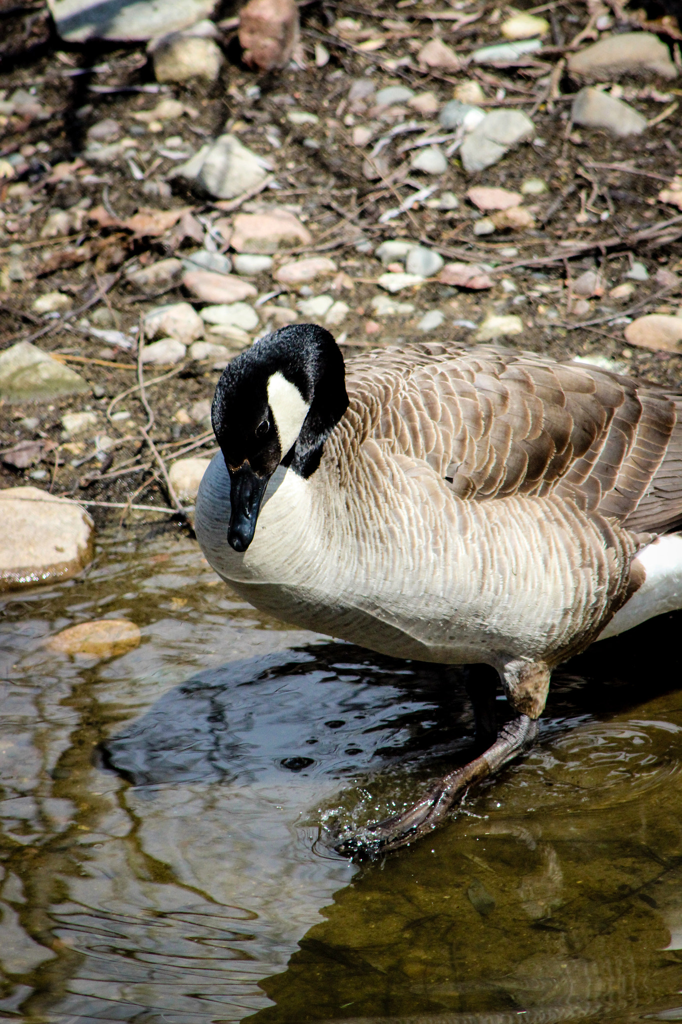 Canon EOS 600D (Rebel EOS T3i / EOS Kiss X5) + EF75-300mm f/4-5.6 sample photo. Canadian goose, 4.15.15 photography