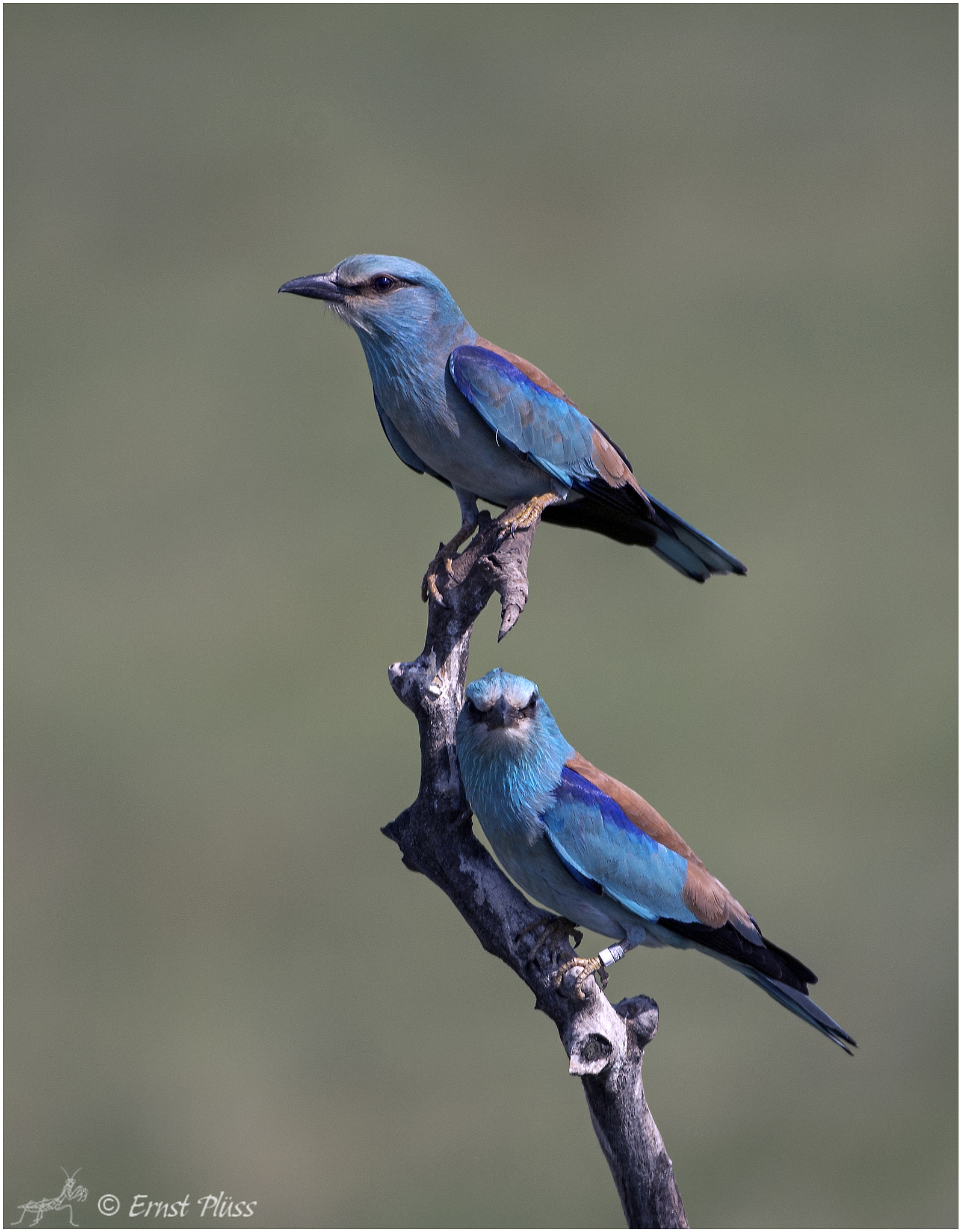 Nikon D5 sample photo. European roller photography