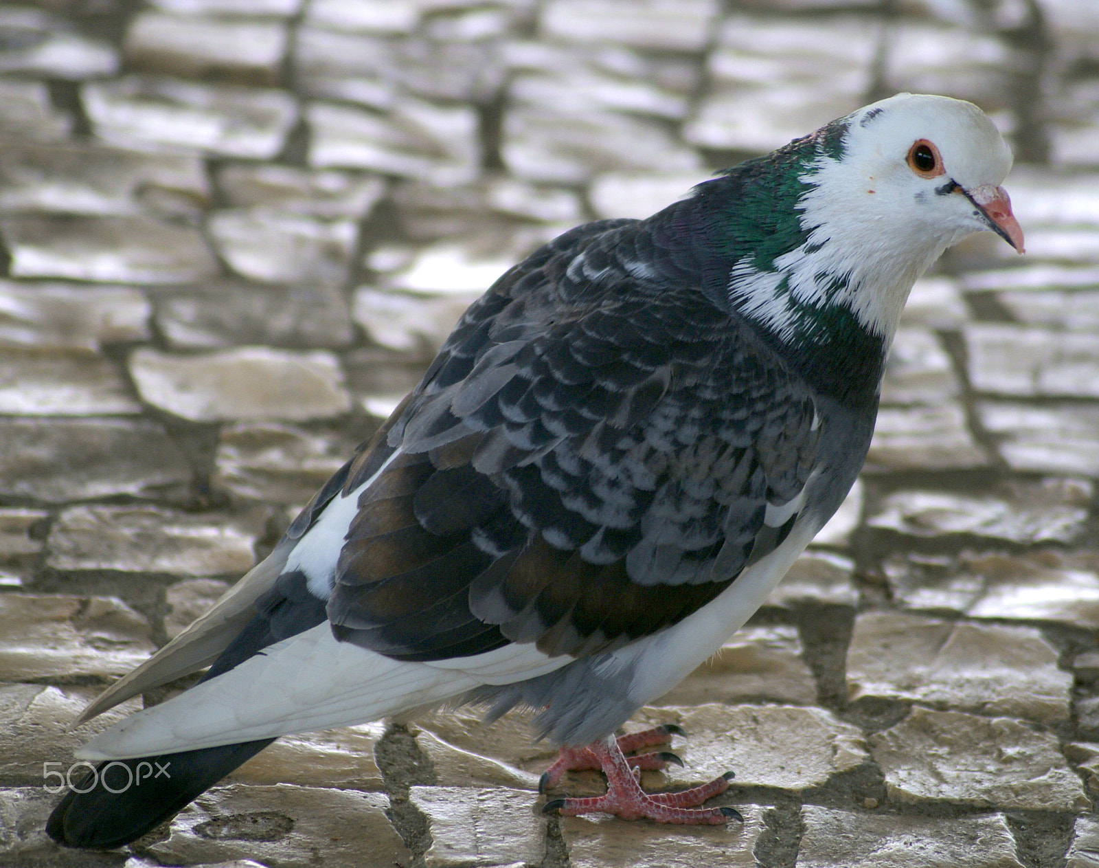 Sony Alpha DSLR-A200 + Tamron Lens (255) sample photo. Pigeon photography