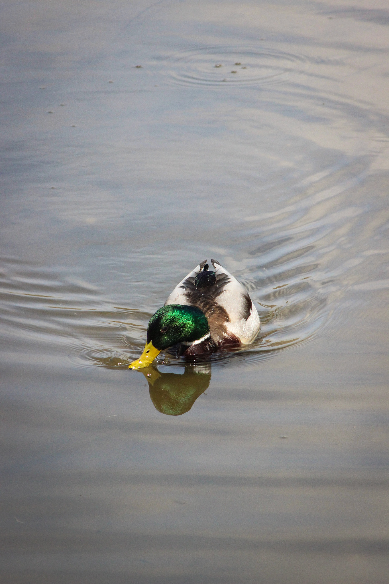 Canon EOS 600D (Rebel EOS T3i / EOS Kiss X5) + EF75-300mm f/4-5.6 sample photo. Mallard, 4.15.15 photography