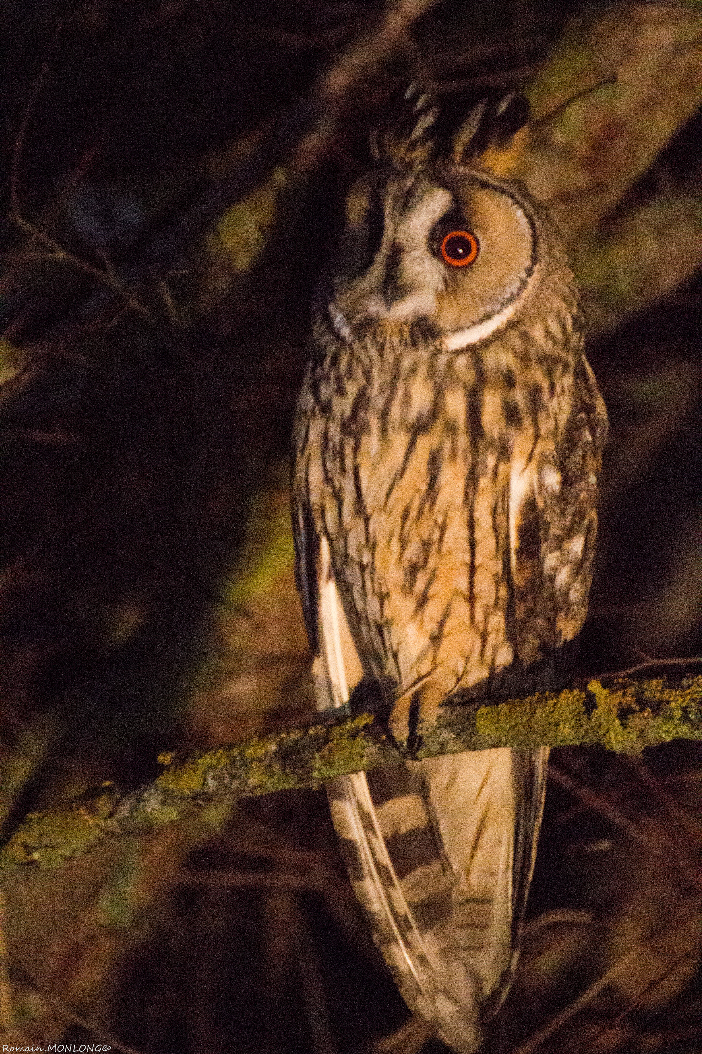 Canon EOS 700D (EOS Rebel T5i / EOS Kiss X7i) + Tamron SP 35mm F1.8 Di VC USD sample photo. Les oreilles de la nuit photography