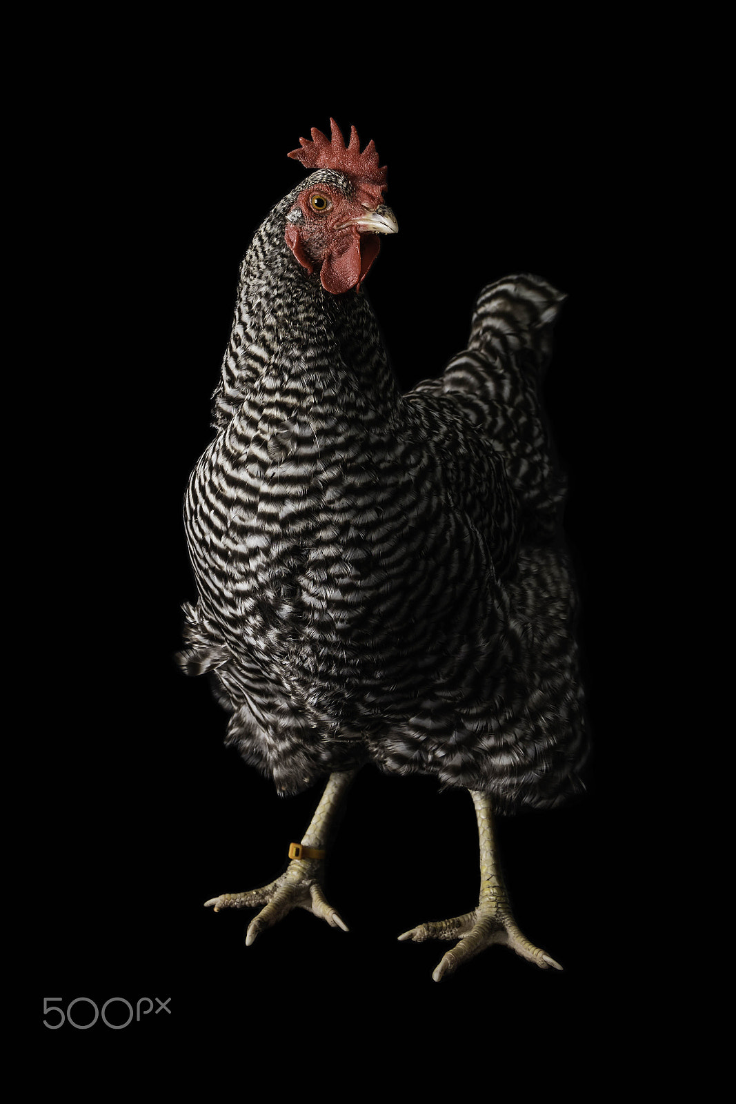 Canon EOS 5DS R + Canon EF 24-105mm F4L IS USM sample photo. A portrait of a hen photography