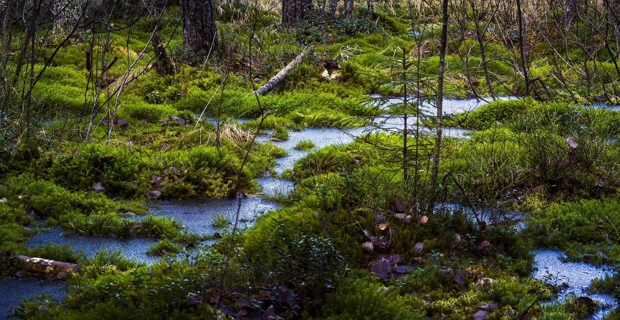 Pentax smc DA 50-200mm F4-5.6 ED sample photo. Frozen swamp photography