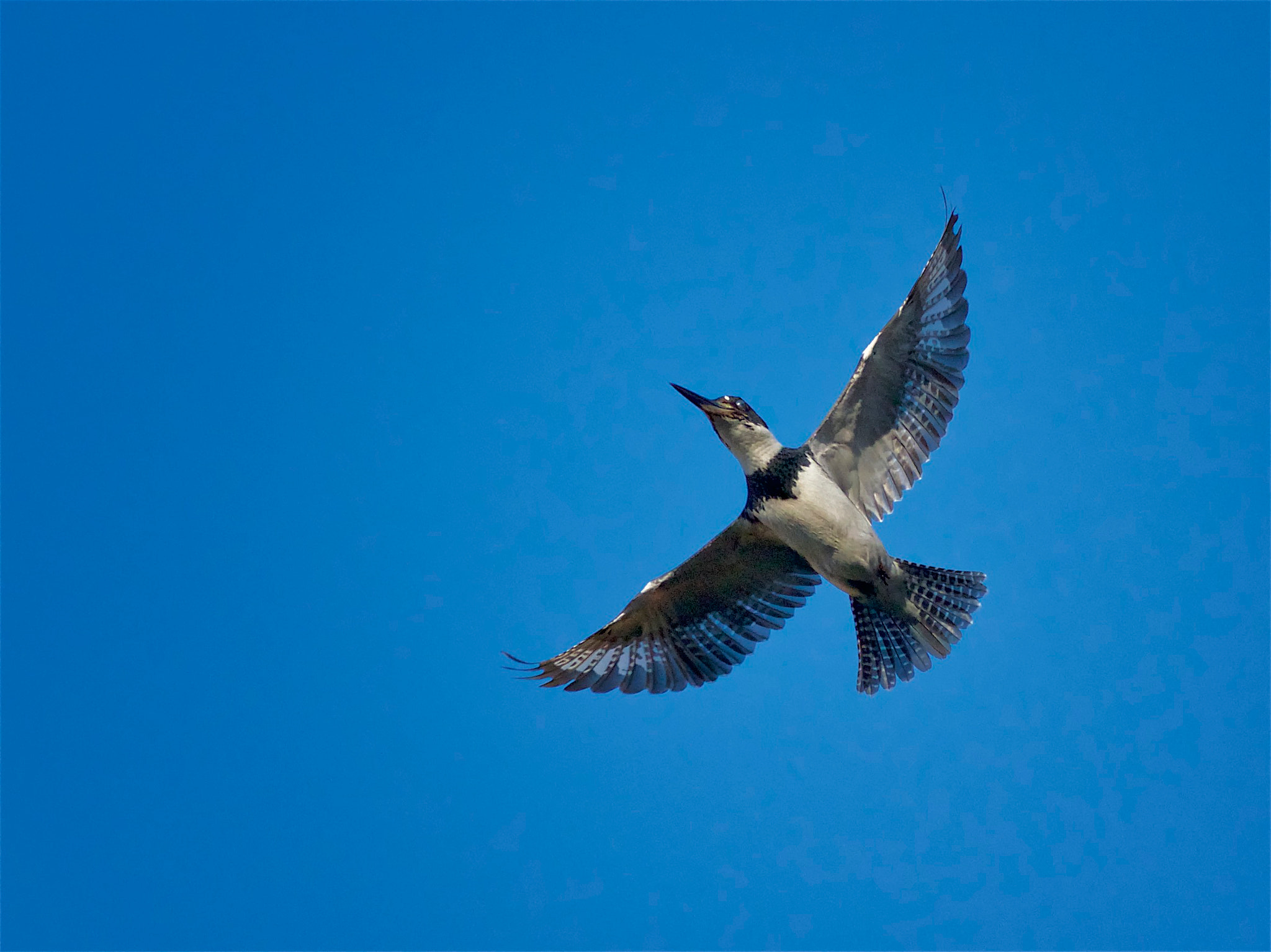 Canon EOS 7D + Canon EF 70-300mm F4-5.6L IS USM sample photo. Belted kingfisher photography