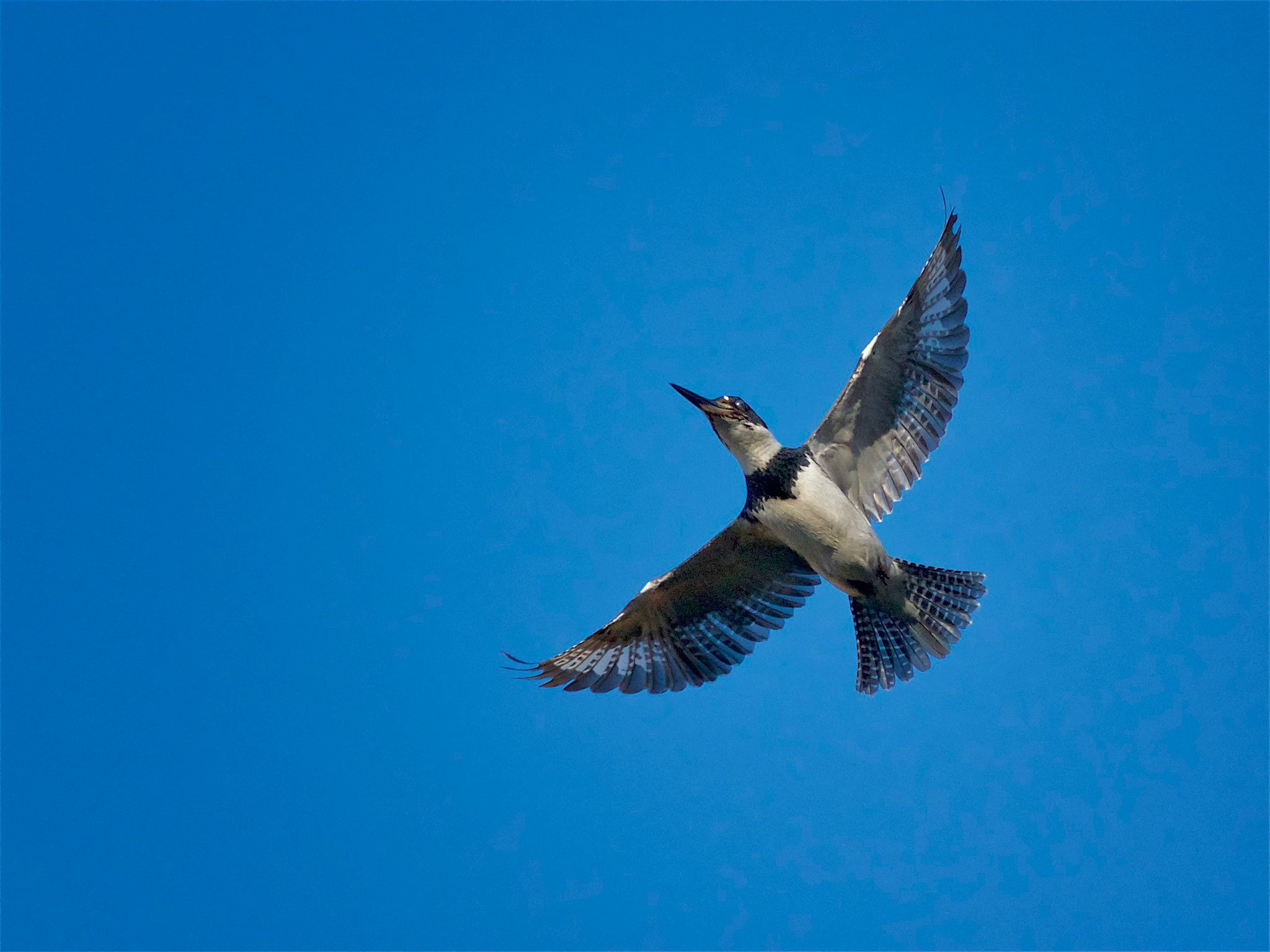 Canon EOS 7D sample photo. Belted kingfisher photography