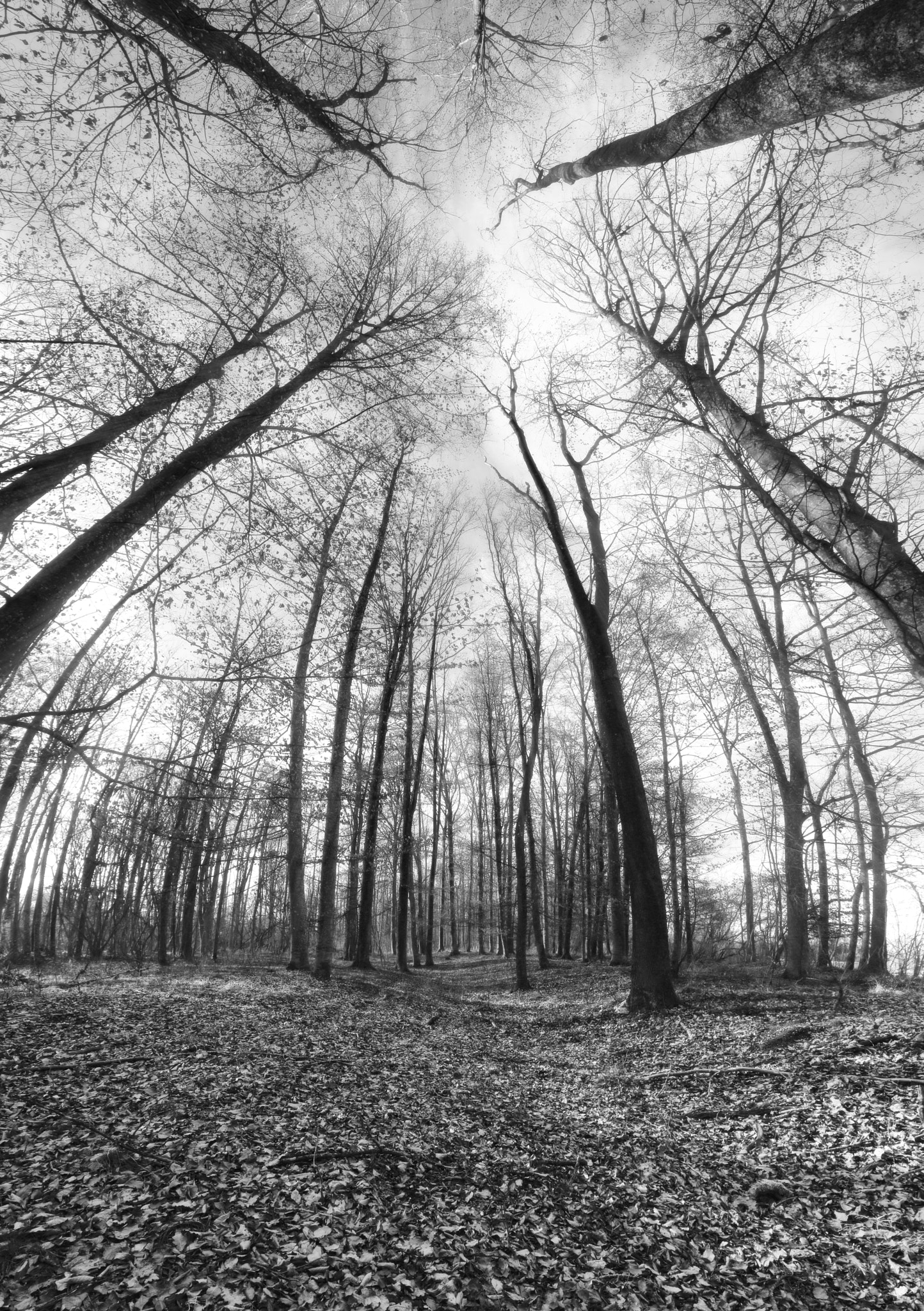 Canon EOS 60D sample photo. In the wood photography