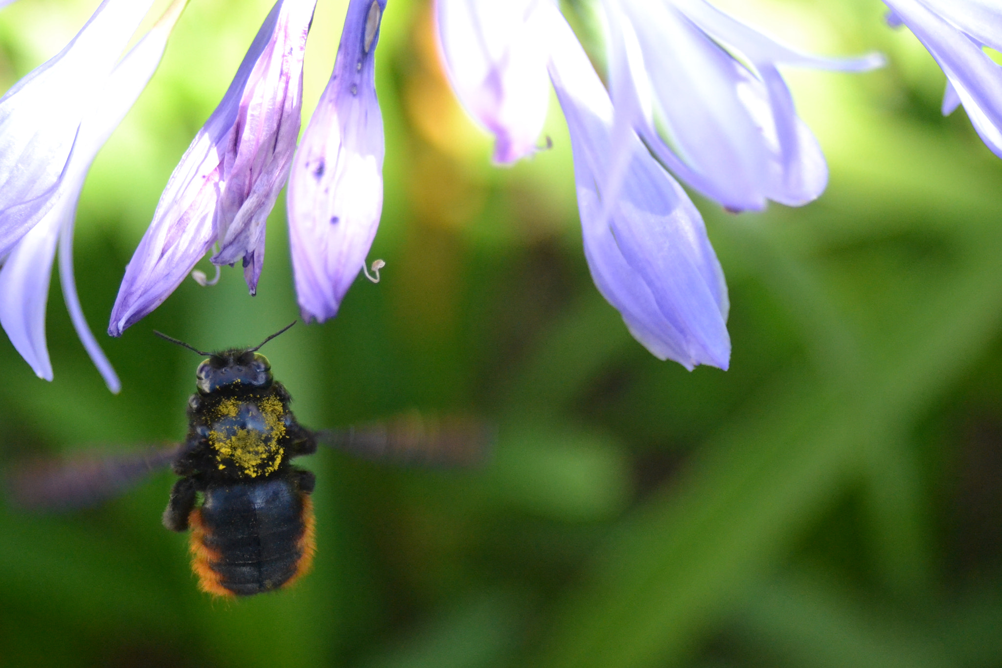 AF Zoom-Nikkor 28-80mm f/3.3-5.6G sample photo. Bee work photography
