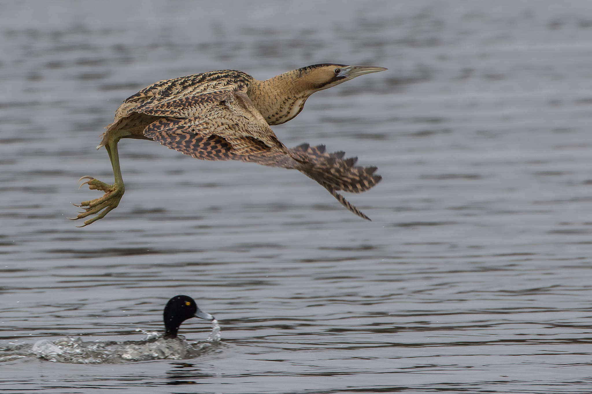 Canon EOS 7D Mark II + Canon EF 500mm F4L IS USM sample photo. Race photography