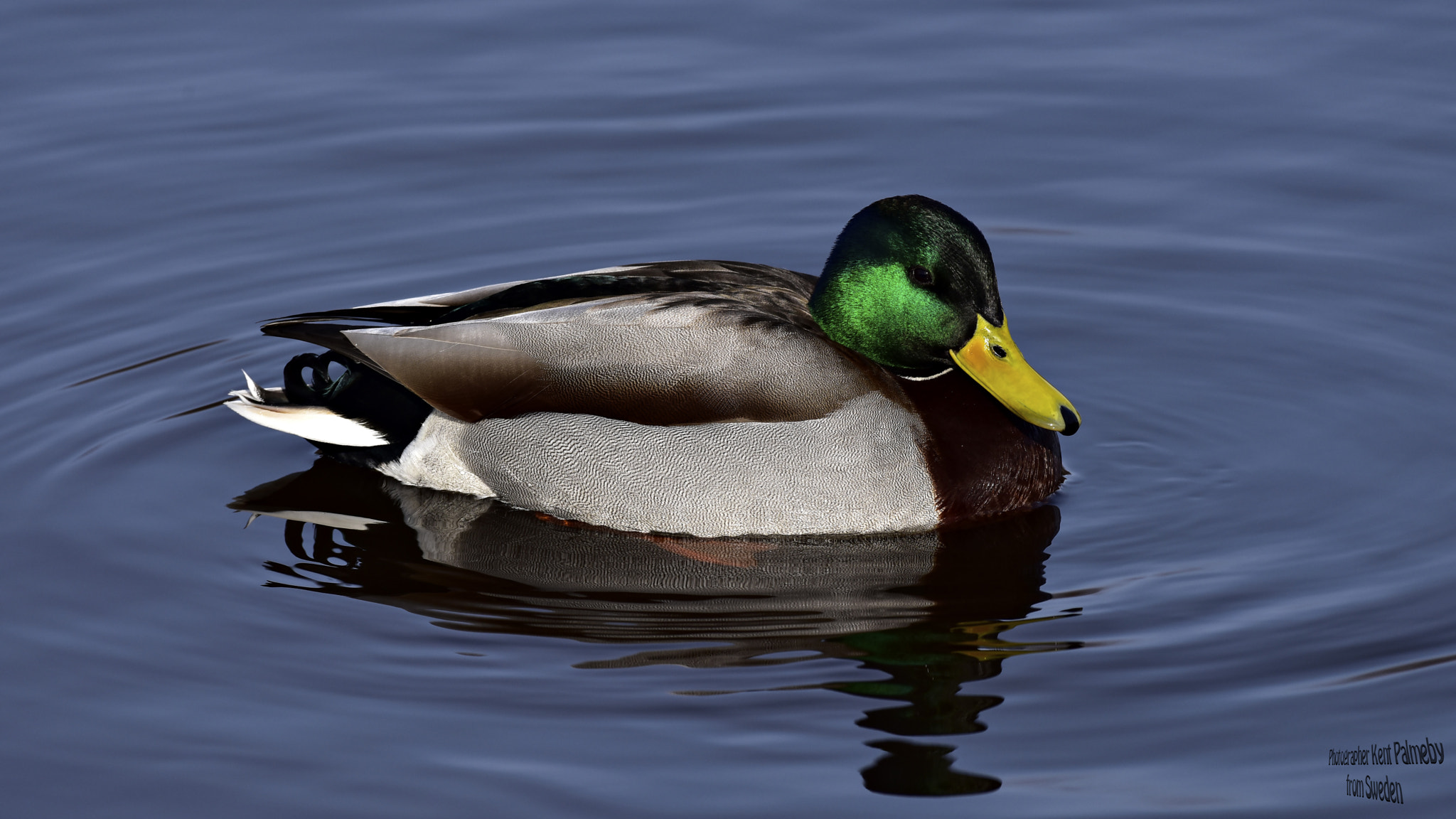 Nikon AF-S Nikkor 200-500mm F5.6E ED VR sample photo. Mallard photography