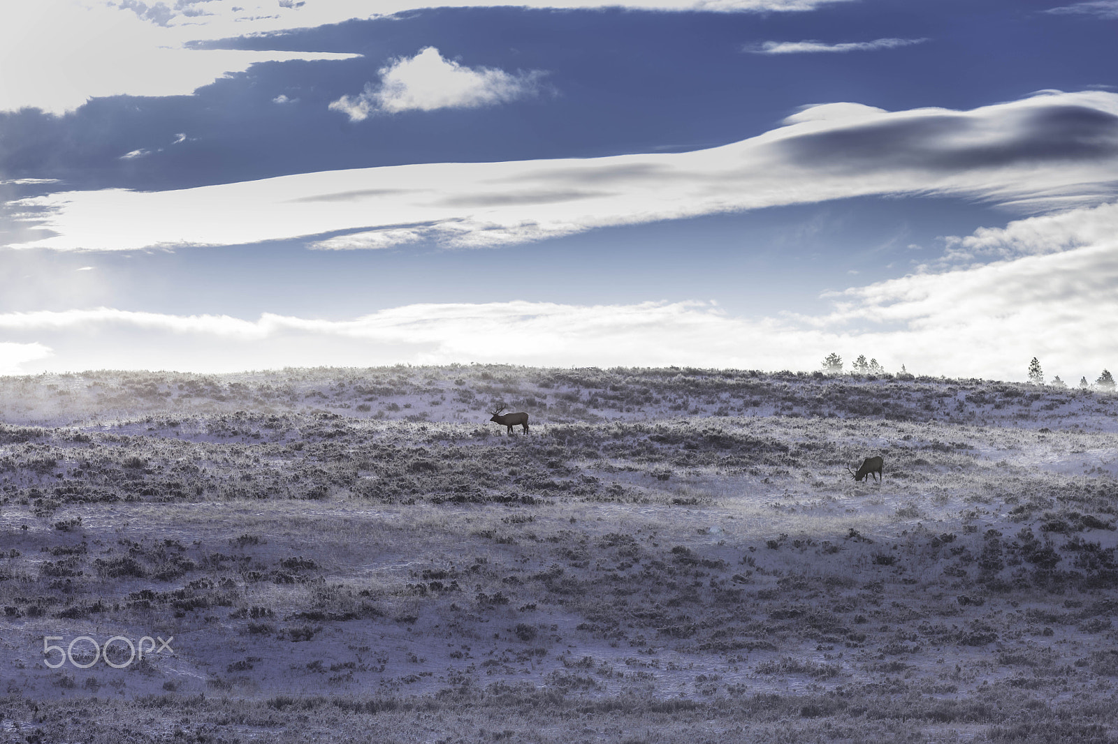 Canon EF 70-200mm F2.8L USM sample photo. Two elk standing in snow photography