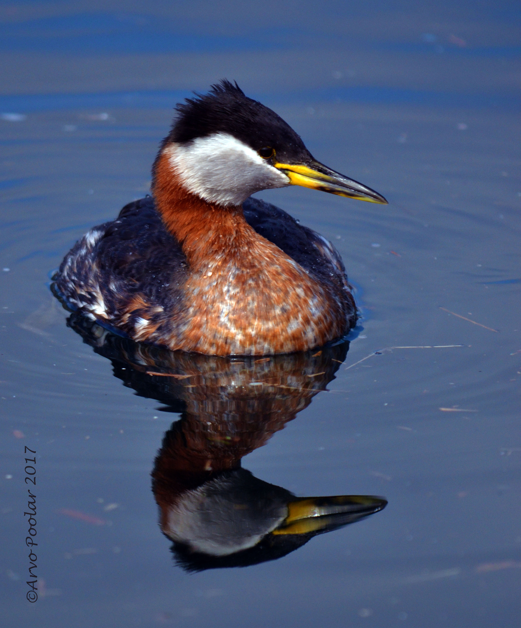 Sigma 70-300mm F4-5.6 APO DG Macro sample photo. Red necked greb photography