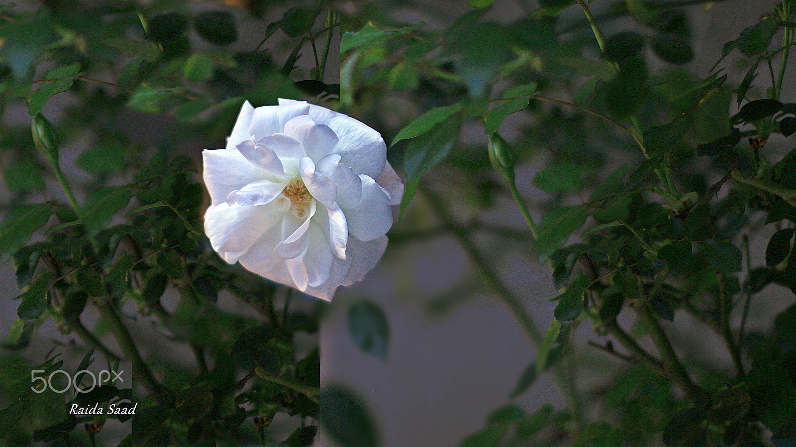 Canon EOS 70D + Canon EF 50mm F1.4 USM sample photo. White photography