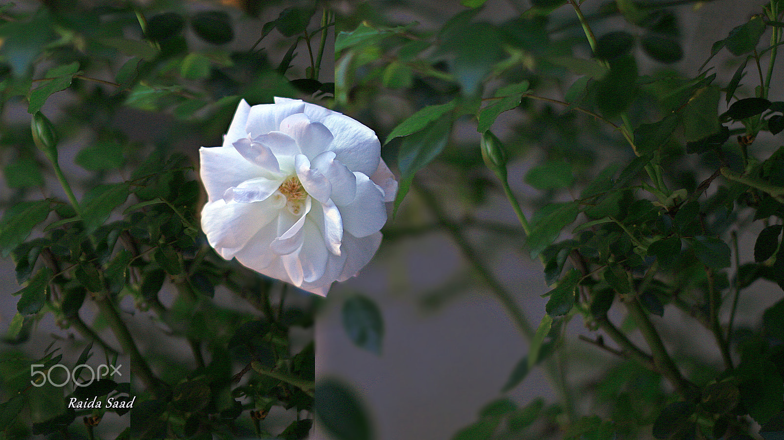 Canon EOS 70D sample photo. White photography