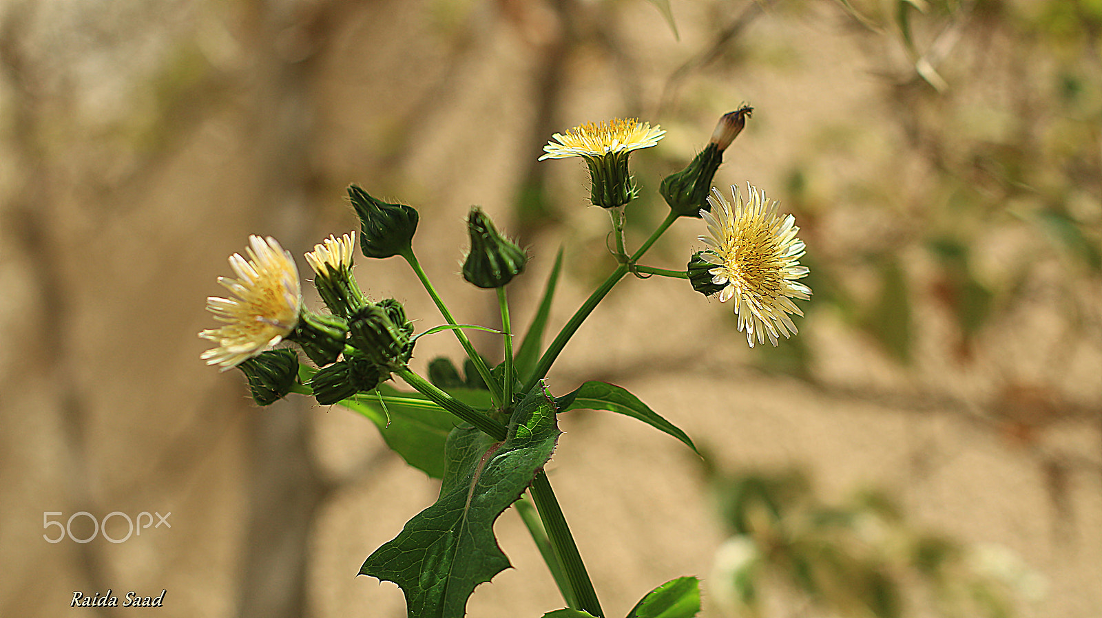 Canon EOS 70D + Canon EF 50mm F1.4 USM sample photo. Yellow photography