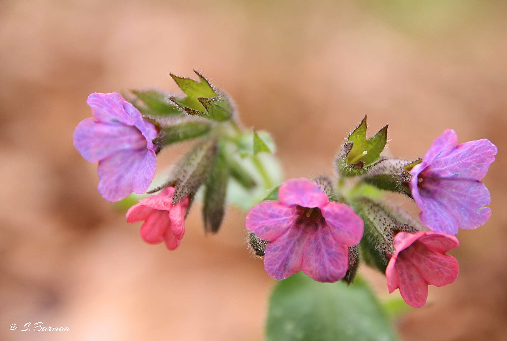 Sigma 17-70mm F2.8-4 DC Macro OS HSM sample photo. Color-macro photography