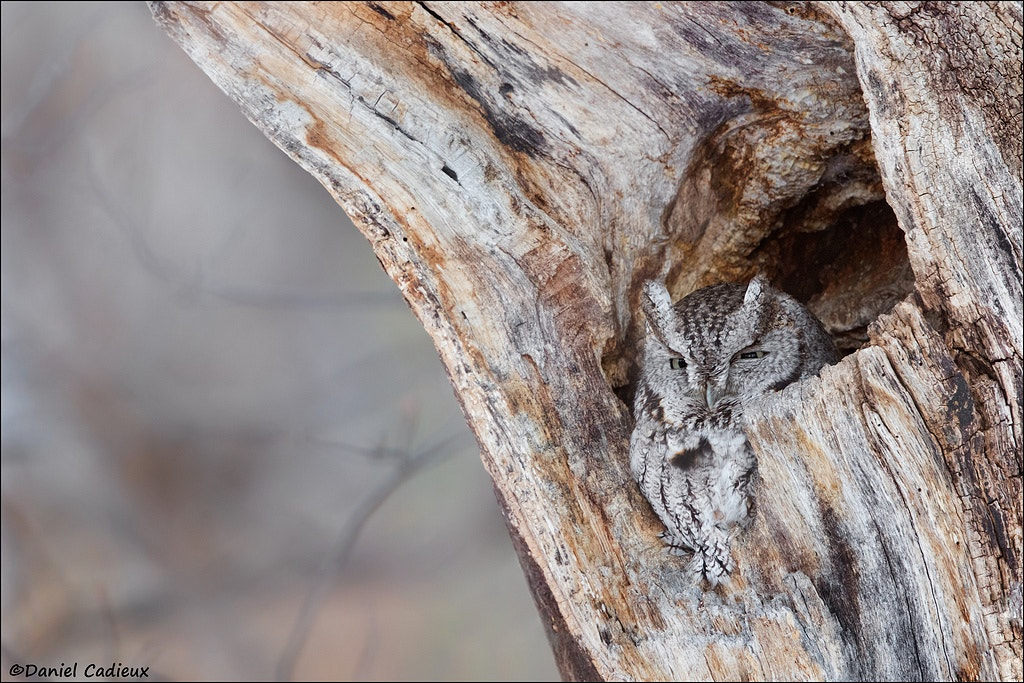 Canon EF 500mm F4L IS II USM sample photo. Eastern screech-owl photography