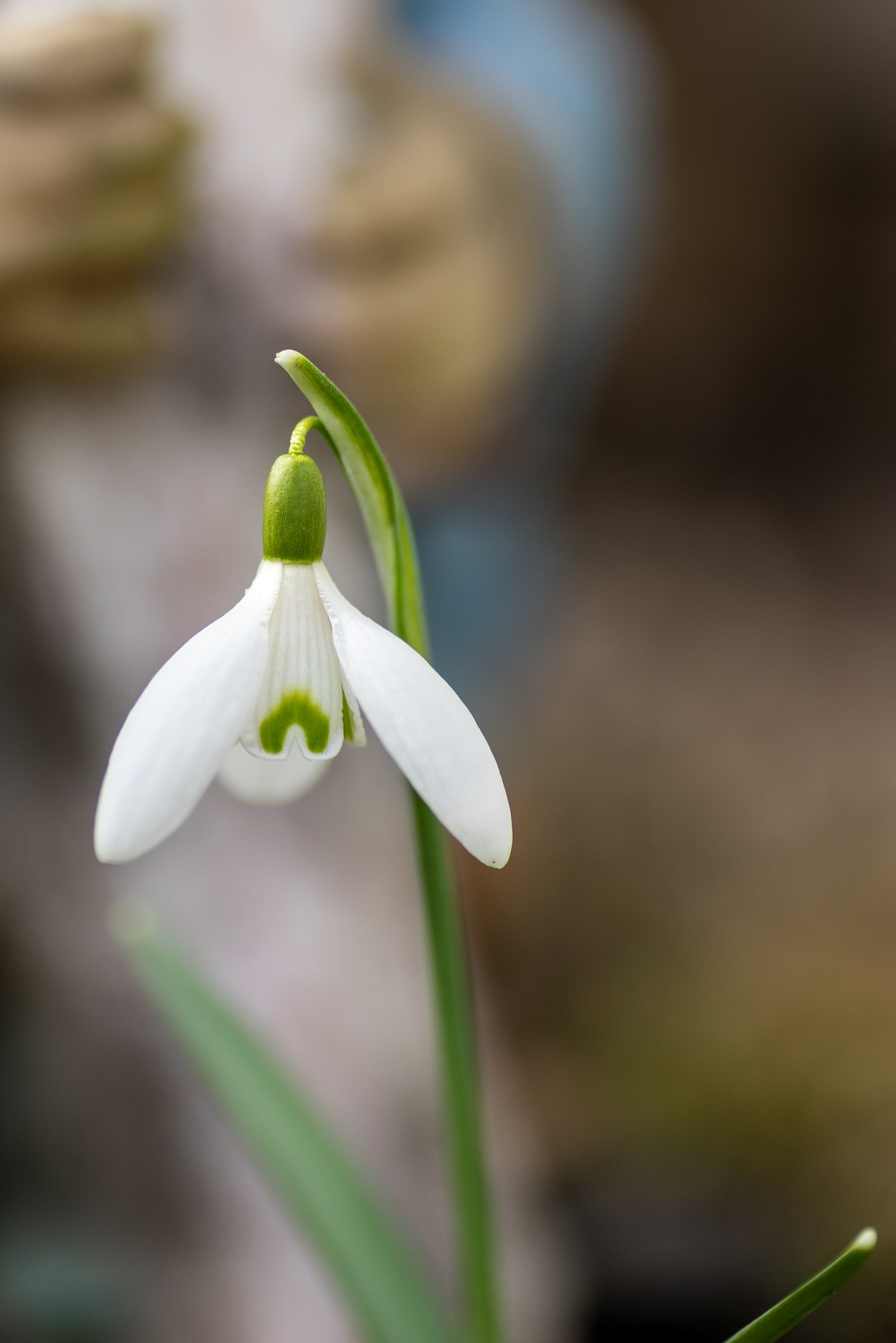 Sony a7 + Tamron SP AF 90mm F2.8 Di Macro sample photo. März photography