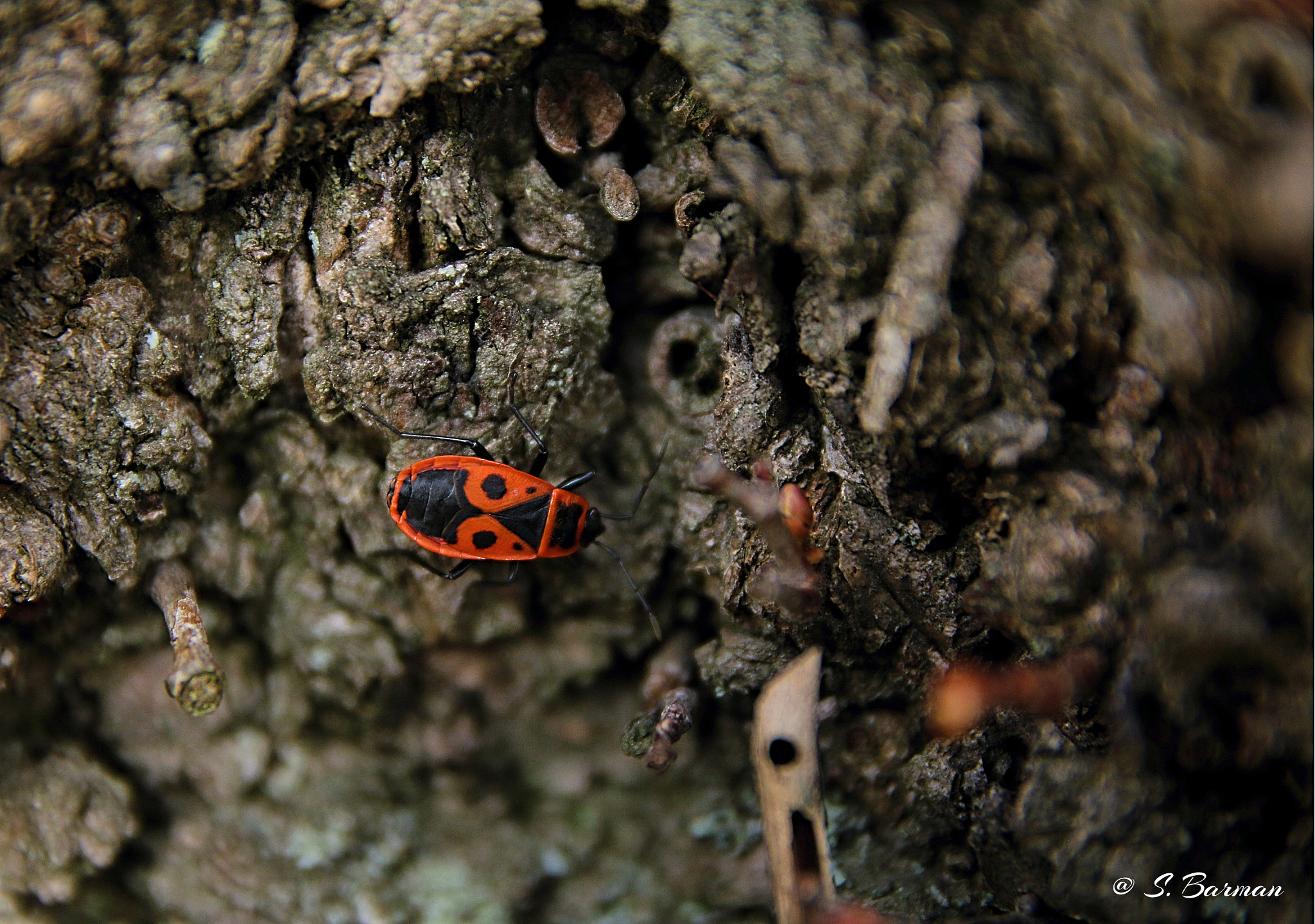 Canon EOS 70D + Sigma 17-70mm F2.8-4 DC Macro OS HSM sample photo. Insect-macro photography