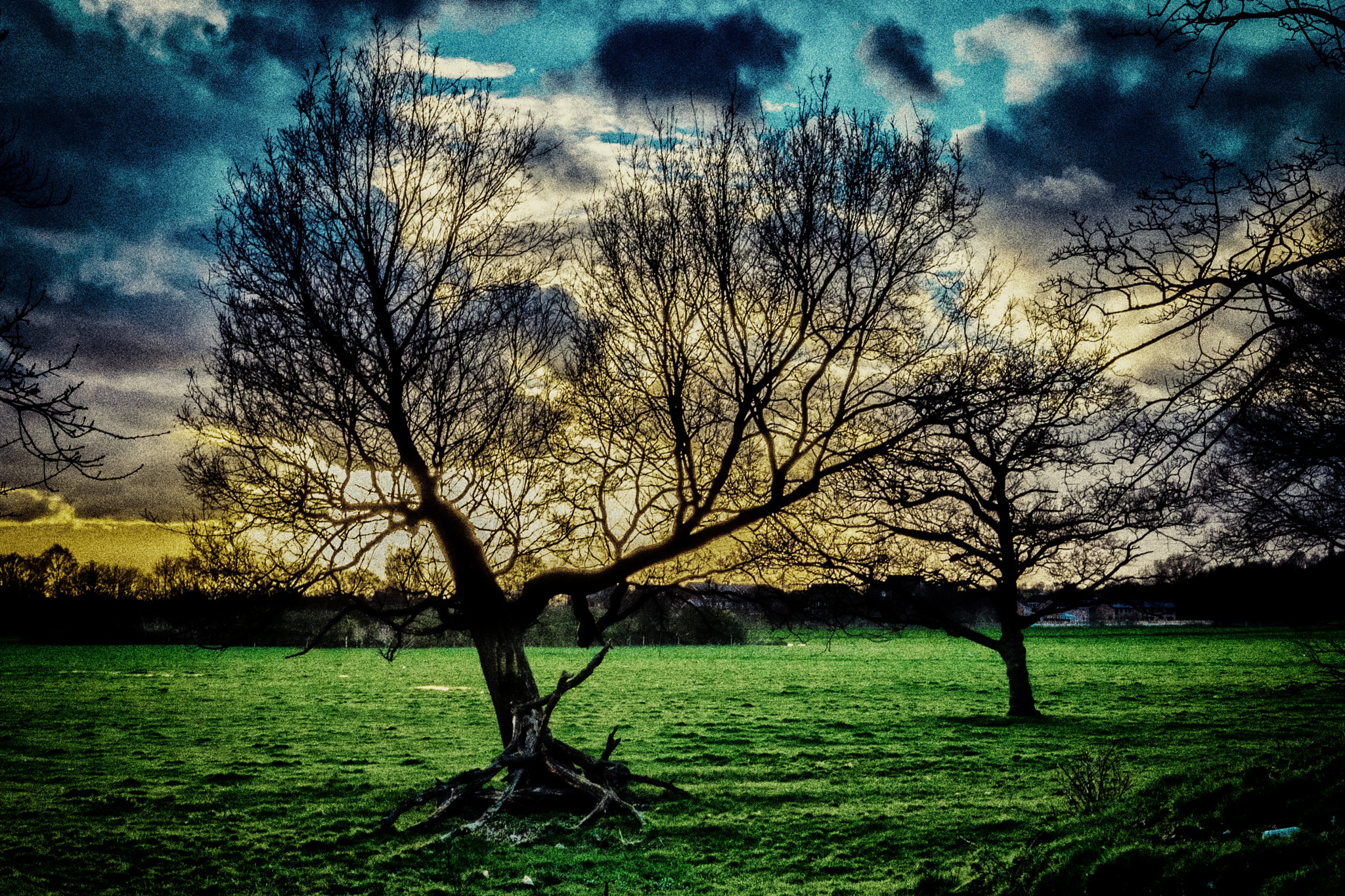 Fujifilm X-T10 + Fujifilm XF 27mm F2.8 sample photo. Best tree photography