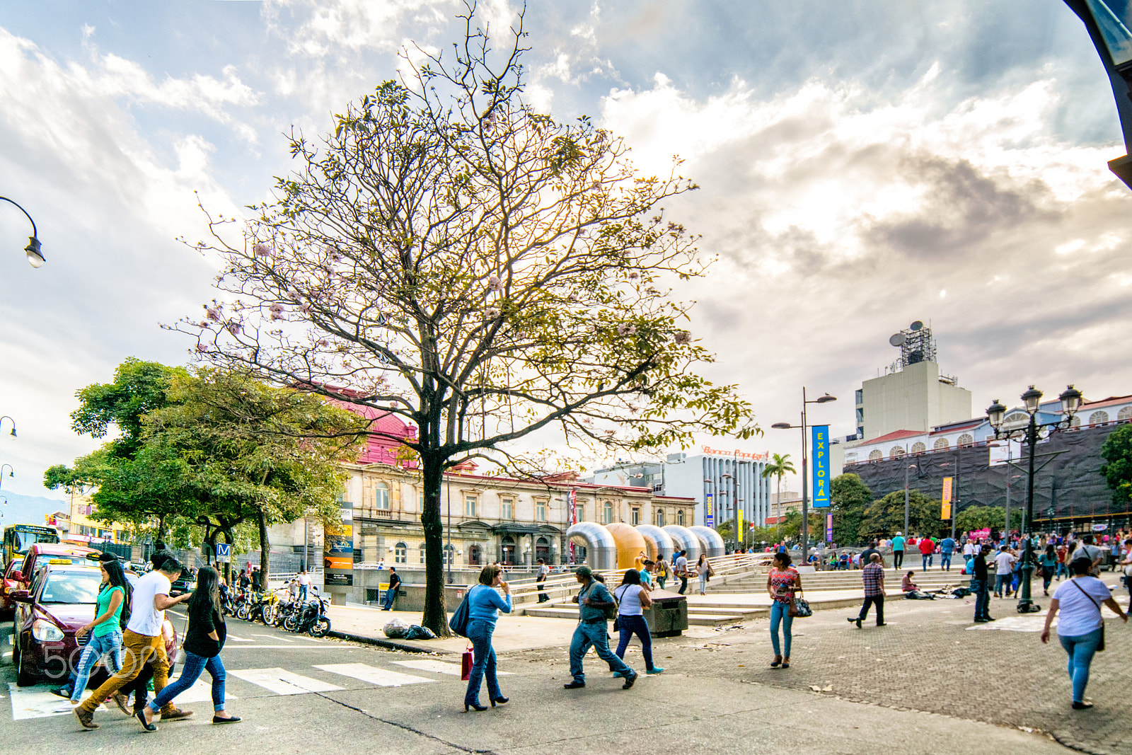 Nikon D5300 + Samyang 14mm F2.8 ED AS IF UMC sample photo. Trees in the city - 1 photography