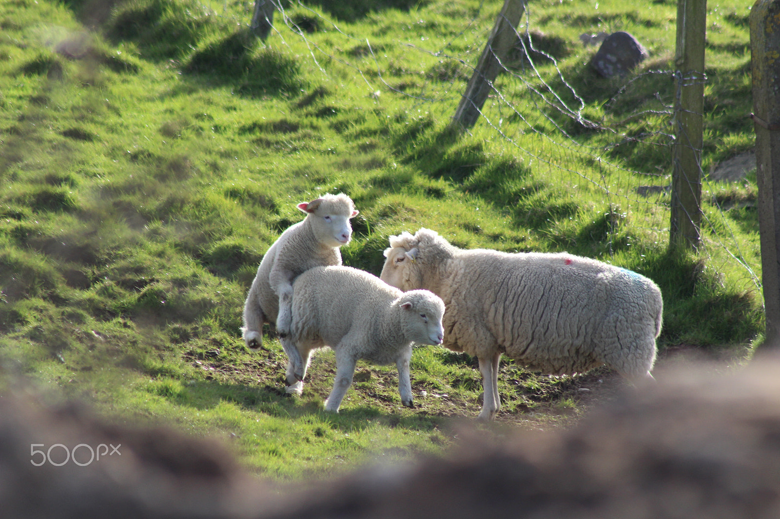 Canon EOS 1200D (EOS Rebel T5 / EOS Kiss X70 / EOS Hi) + EF75-300mm f/4-5.6 sample photo. Spring lambs photography