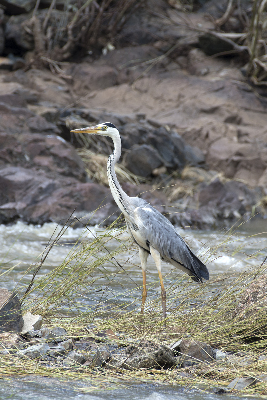 Nikon AF-S Nikkor 200-500mm F5.6E ED VR sample photo. Heron photography