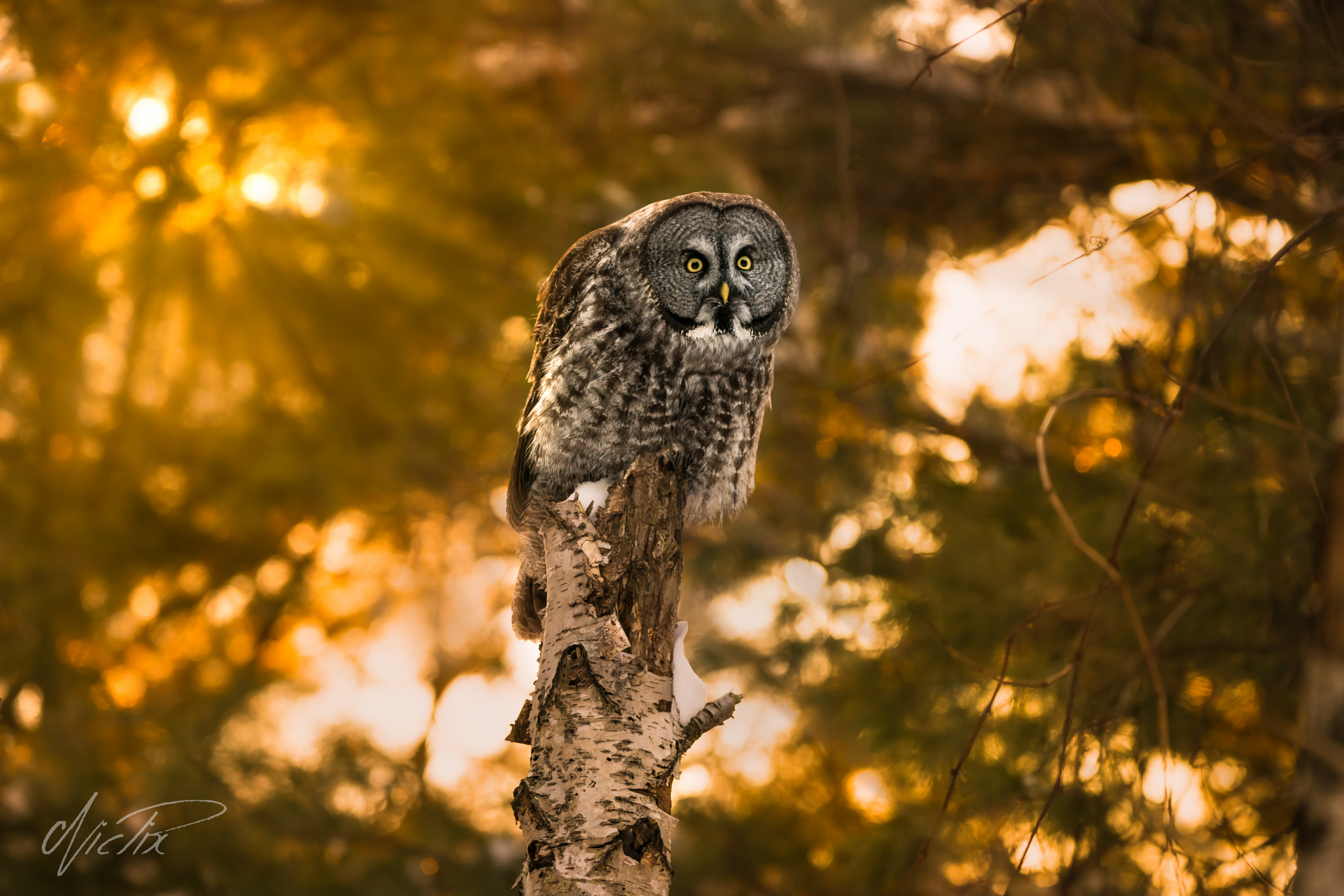 150-600mm F5-6.3 DG OS HSM | Contemporary 015 sample photo. Great gray olw sunset photography