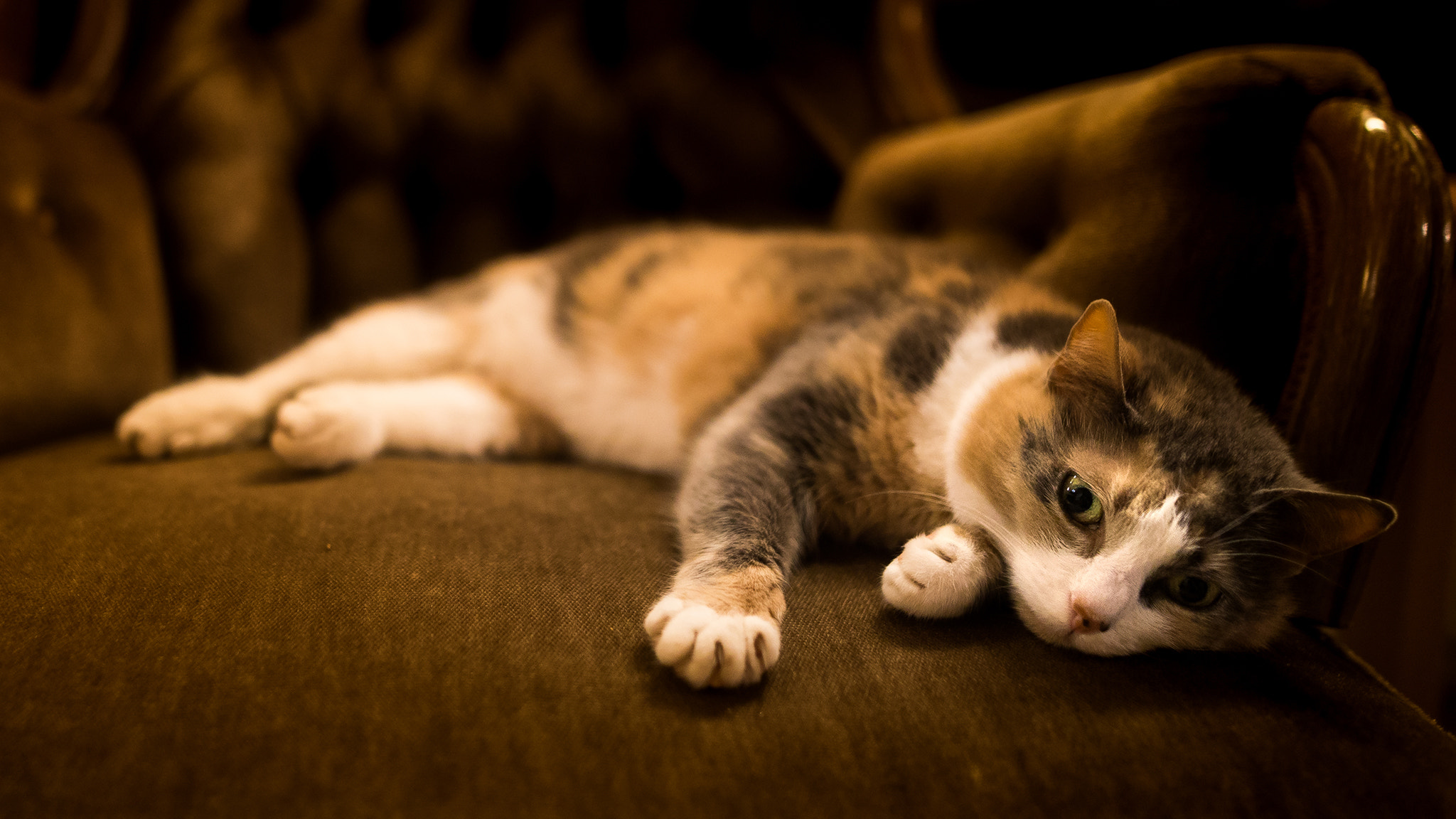 Canon EOS 6D sample photo. Lazy cat photography