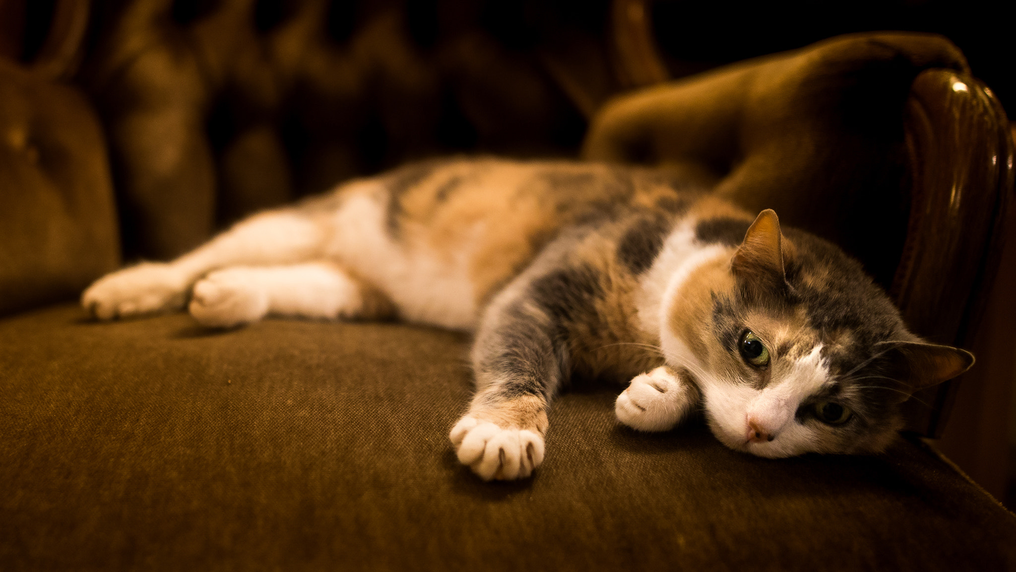 Sigma 24mm F1.4 DG HSM Art sample photo. Lazy cat photography