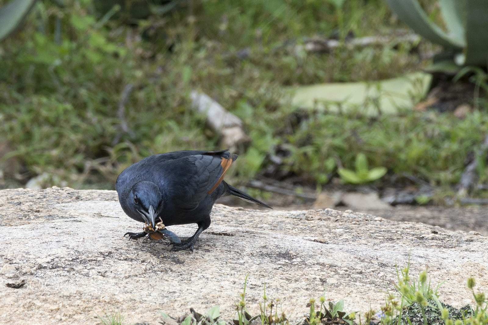 Nikon AF-S Nikkor 200-500mm F5.6E ED VR sample photo. Red wing starling photography