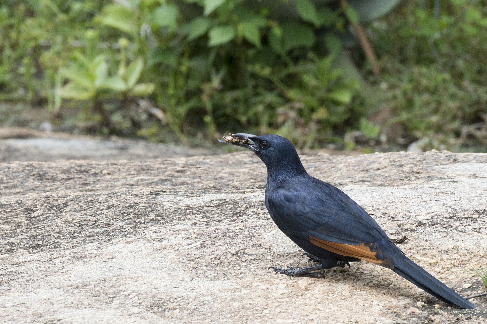 Nikon AF-S Nikkor 200-500mm F5.6E ED VR sample photo. Red wing starling photography