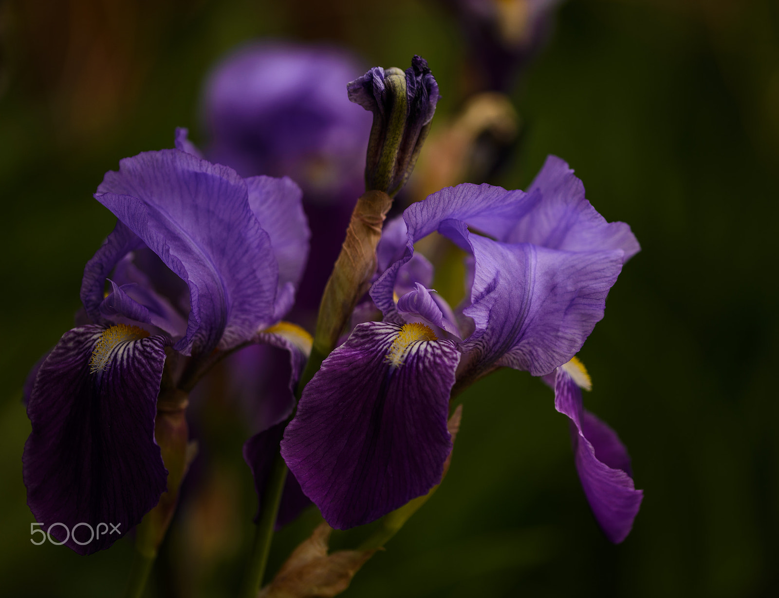 Sigma 105mm F2.8 EX DG OS HSM sample photo. Iris are blooming all over photography
