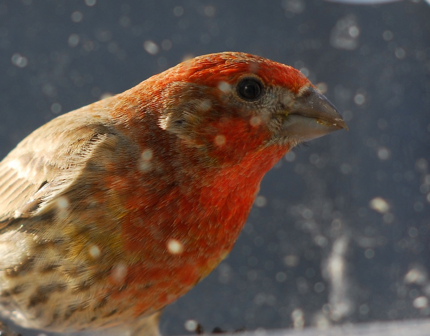 Nikon D200 + Manual Lens No CPU sample photo. Male finch 2 photography