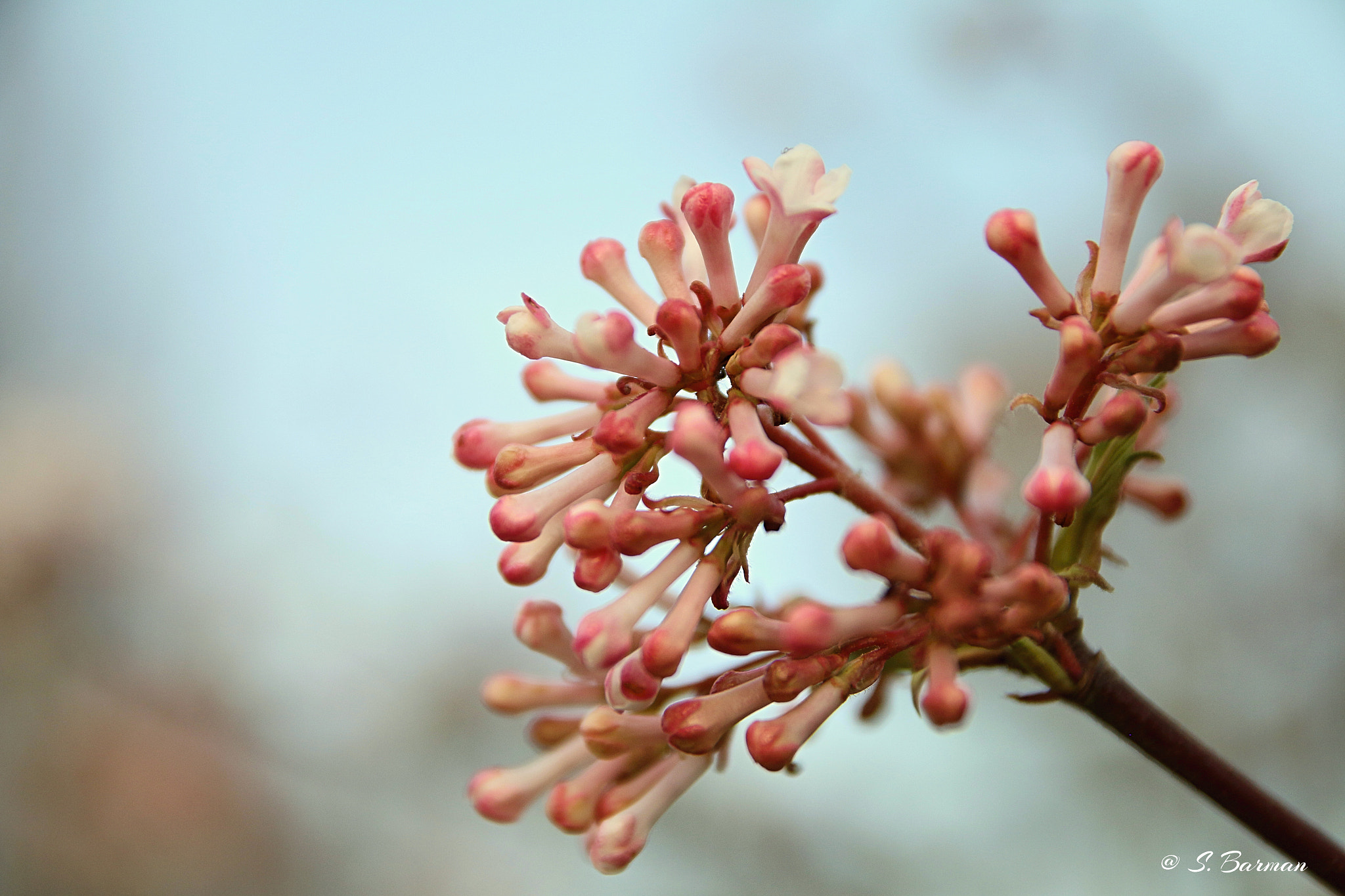 Sigma 17-70mm F2.8-4 DC Macro OS HSM sample photo. Flower... photography