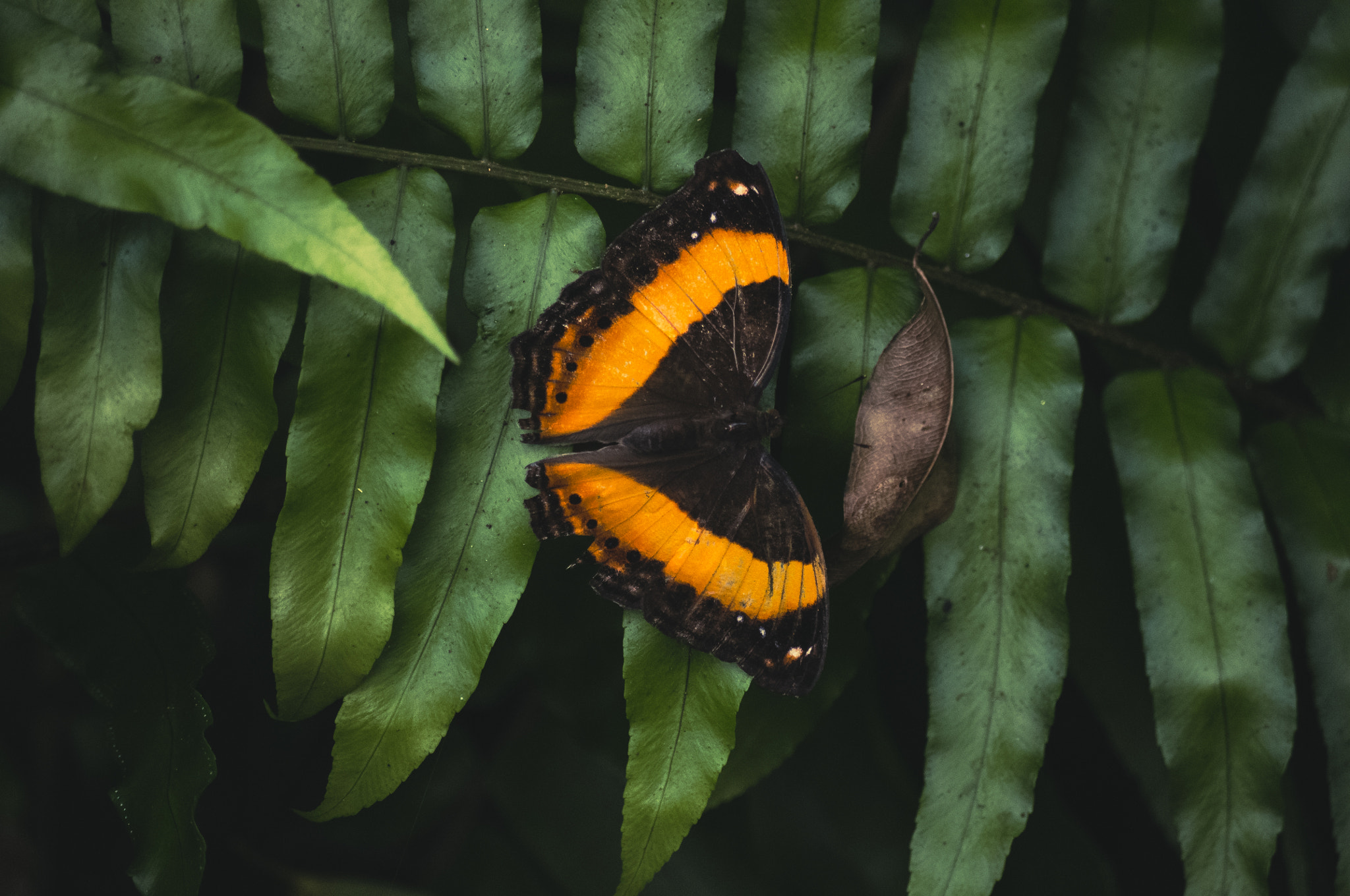 Pentax K-r sample photo. Butterfly photography