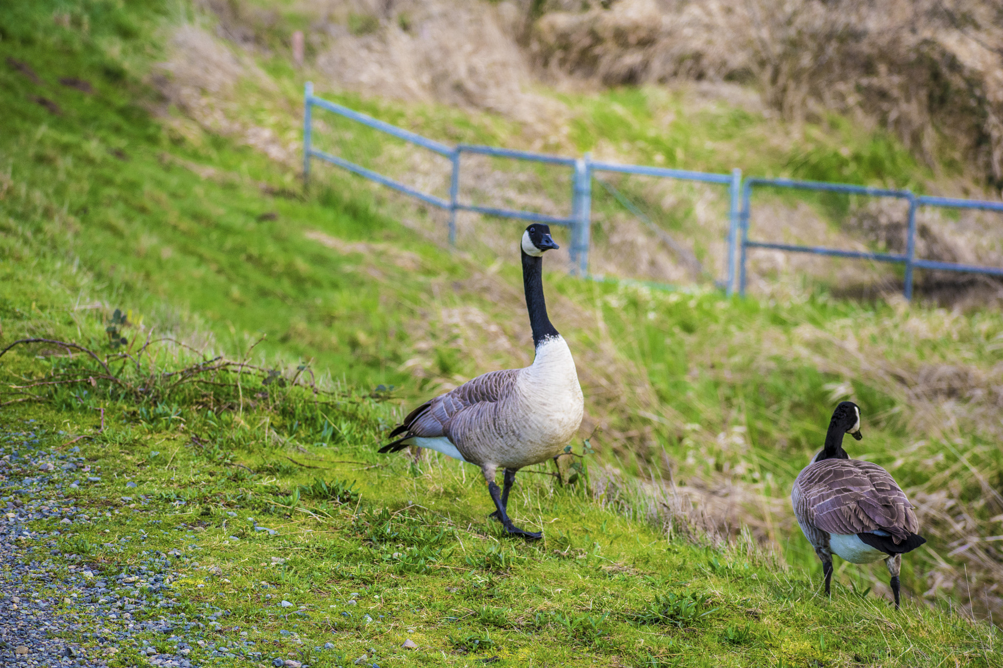 Nikon AF-S Nikkor 70-200mm F2.8G ED VR II sample photo. Birds of a feather photography
