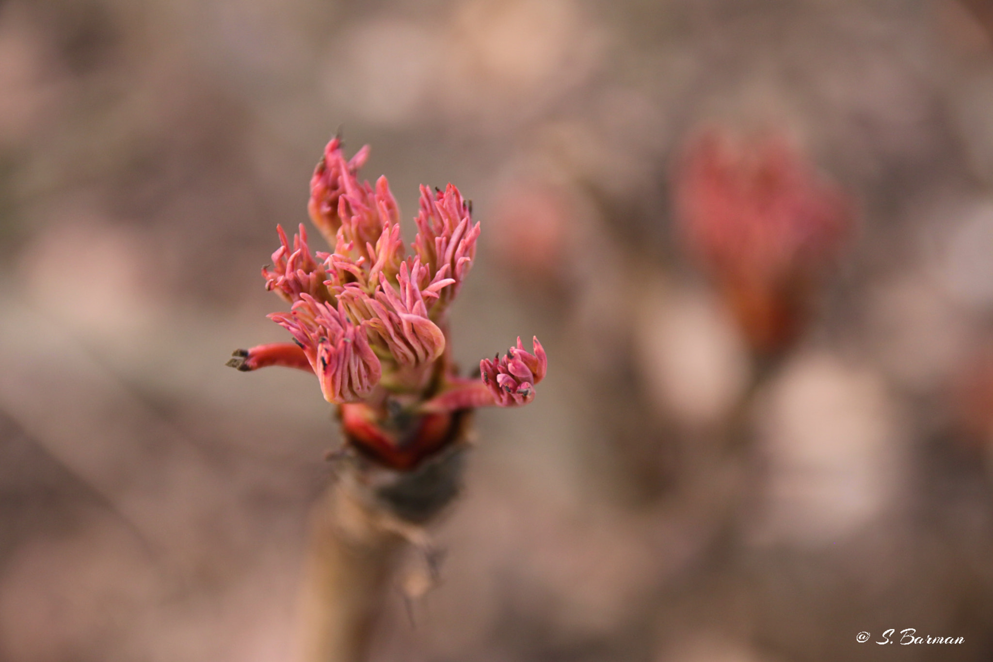 Sigma 17-70mm F2.8-4 DC Macro OS HSM sample photo. New life.... photography