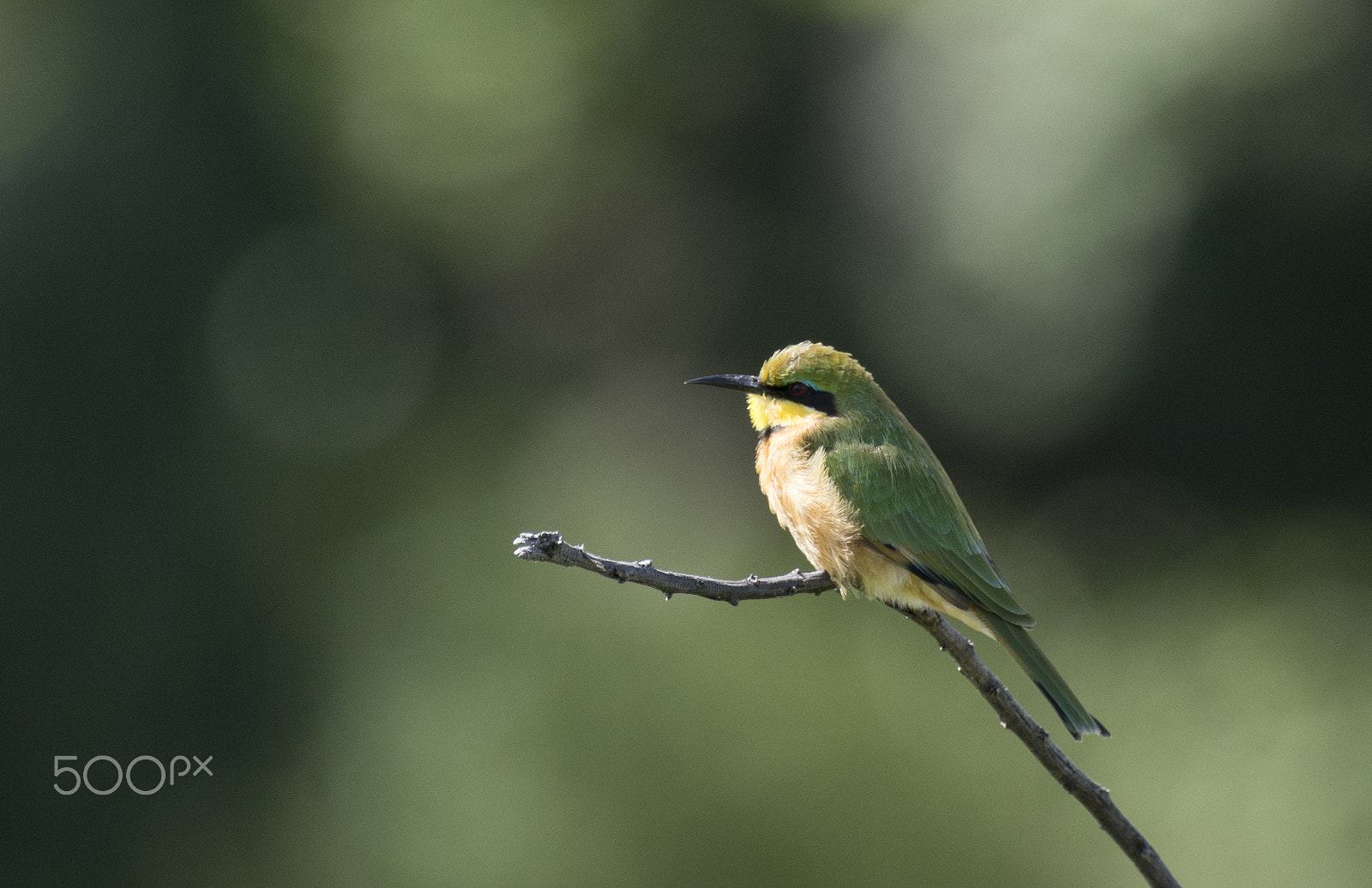 Nikon AF-S Nikkor 200-500mm F5.6E ED VR sample photo. Swift tail bee eater photography