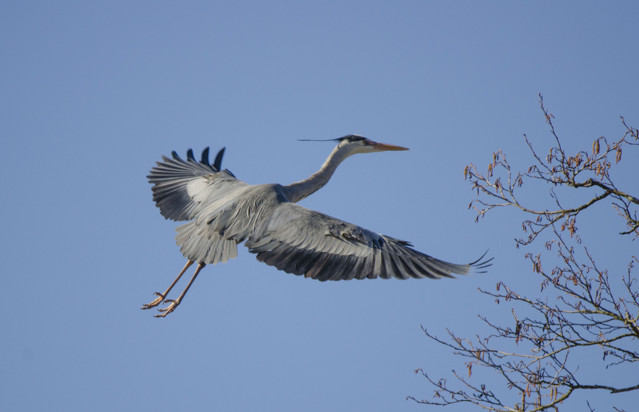 Sigma 150-600mm F5-6.3 DG OS HSM | S sample photo. Heron photography