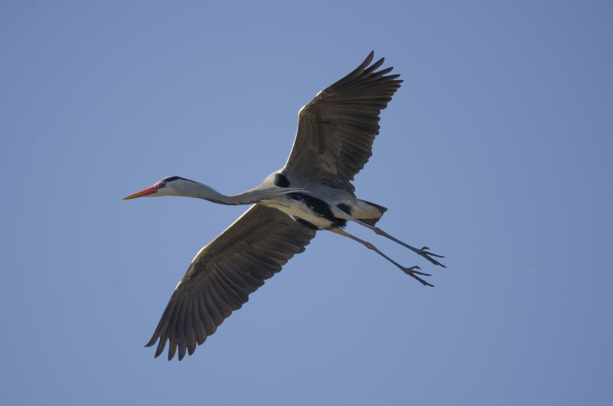 Sigma 150-600mm F5-6.3 DG OS HSM | S sample photo. Heron photography