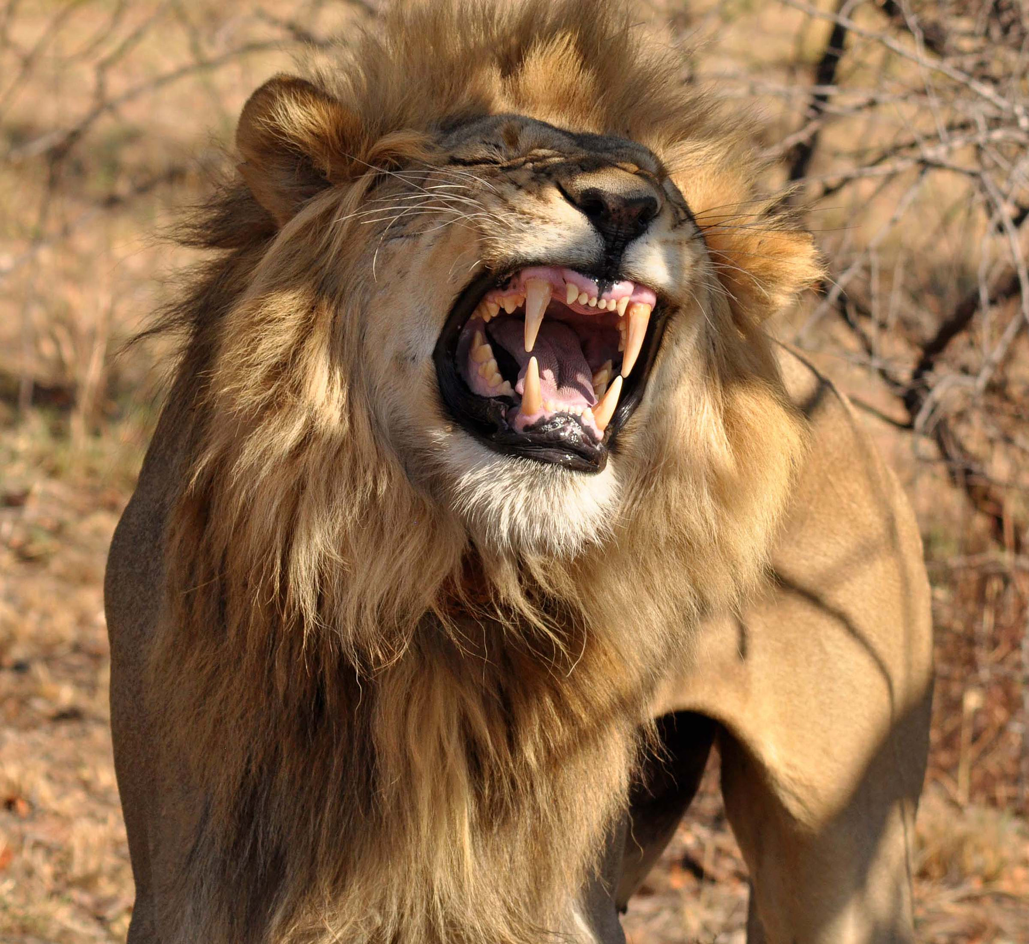Sigma 150-500mm F5-6.3 DG OS HSM sample photo. Male lion again. photography