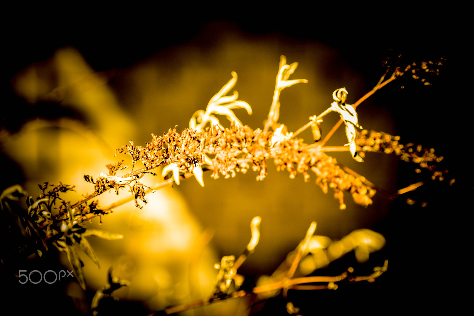 Nikon AF-S Nikkor 70-200mm F2.8G ED VR II sample photo. Weeds photography