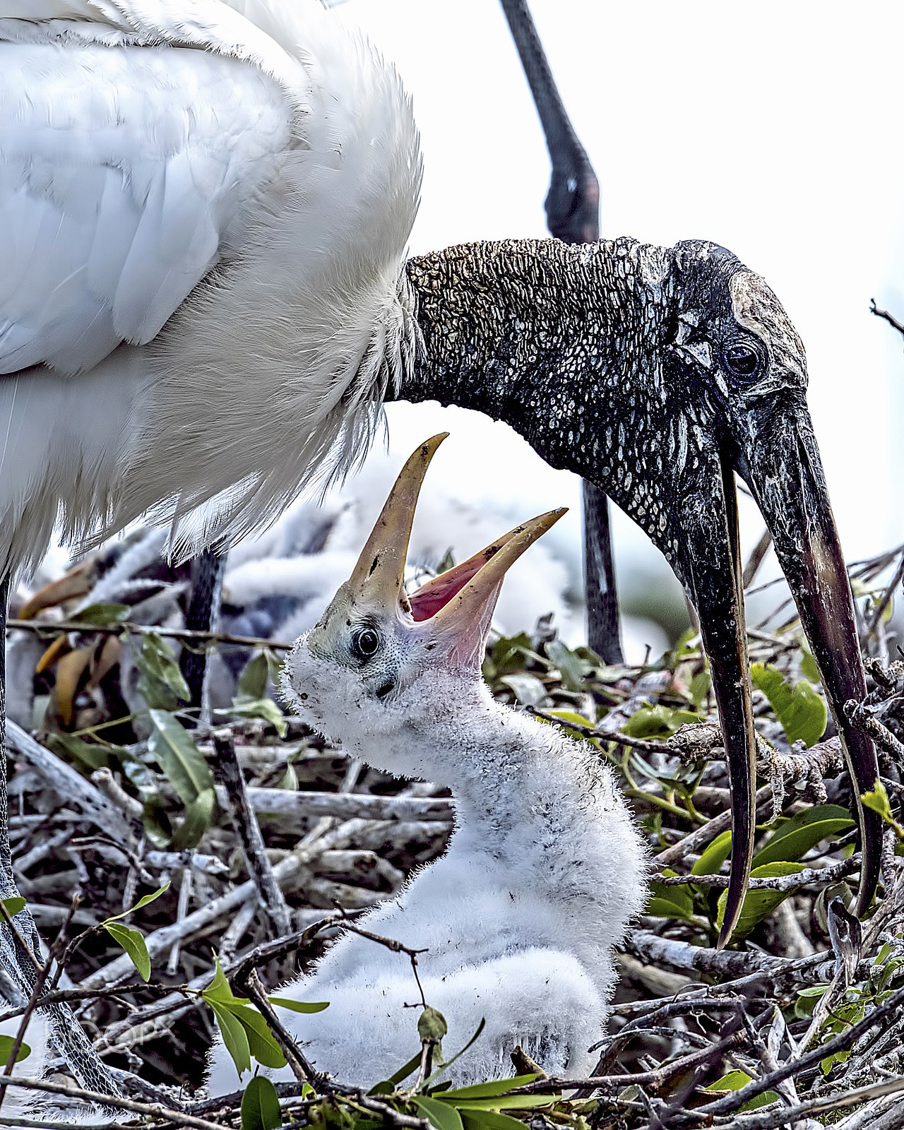 Nikon D810 sample photo. Baby stork photography