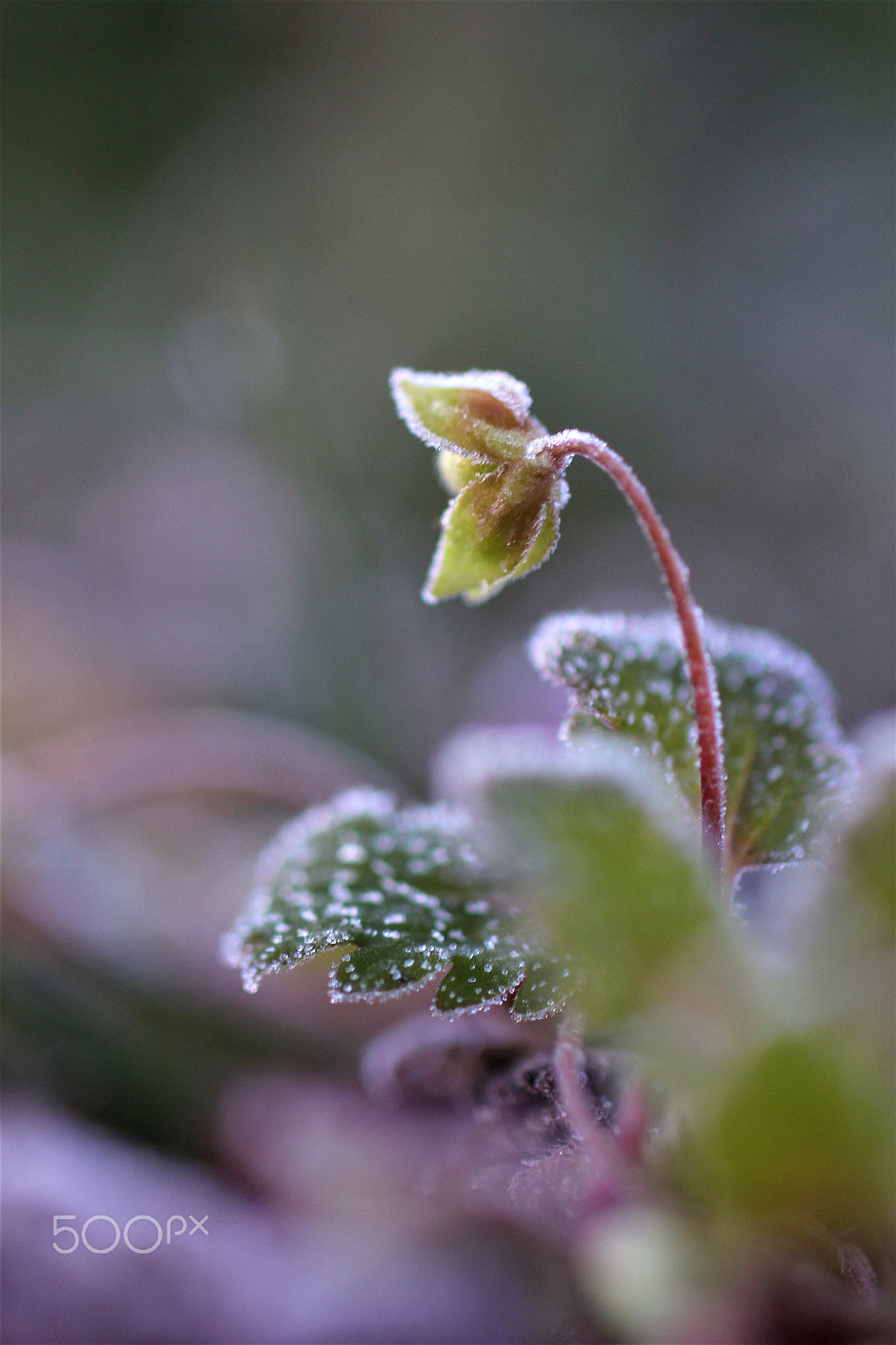Sigma 50mm F1.4 EX DG HSM sample photo. Frozen world photography