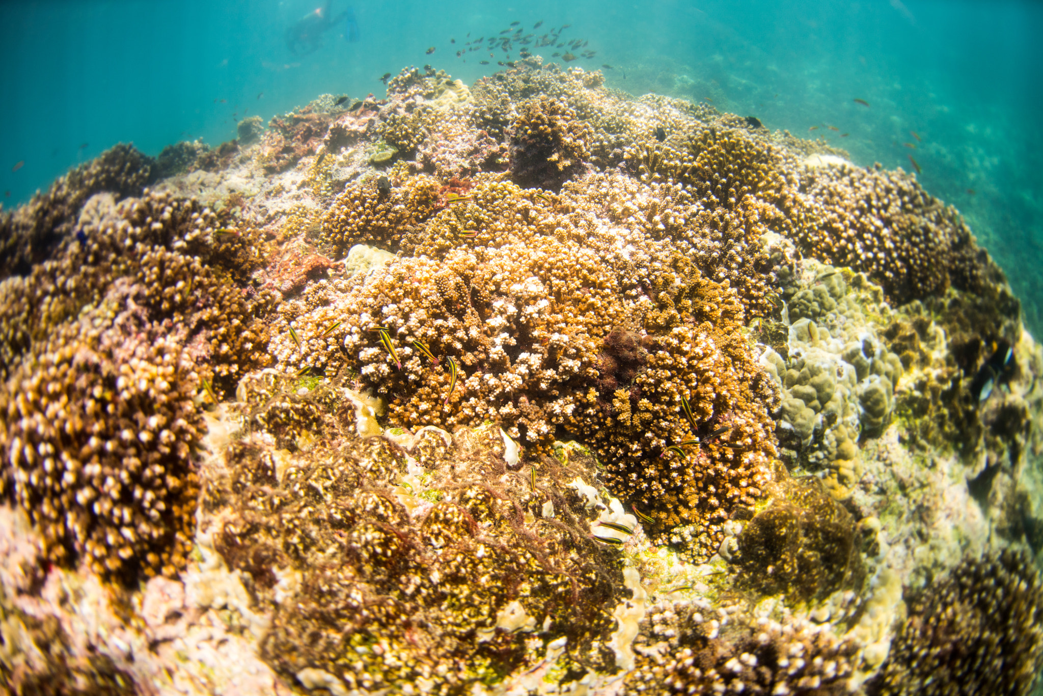 Nikon AF Fisheye-Nikkor 16mm F2.8D sample photo. Reef life photography