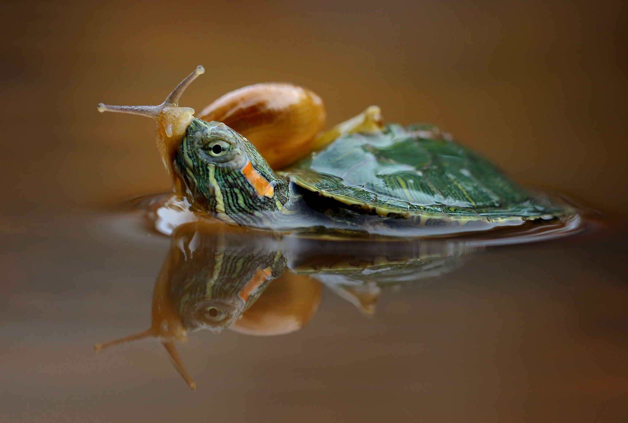 Canon EF 100mm F2.8L Macro IS USM sample photo. Turtle & snail photography