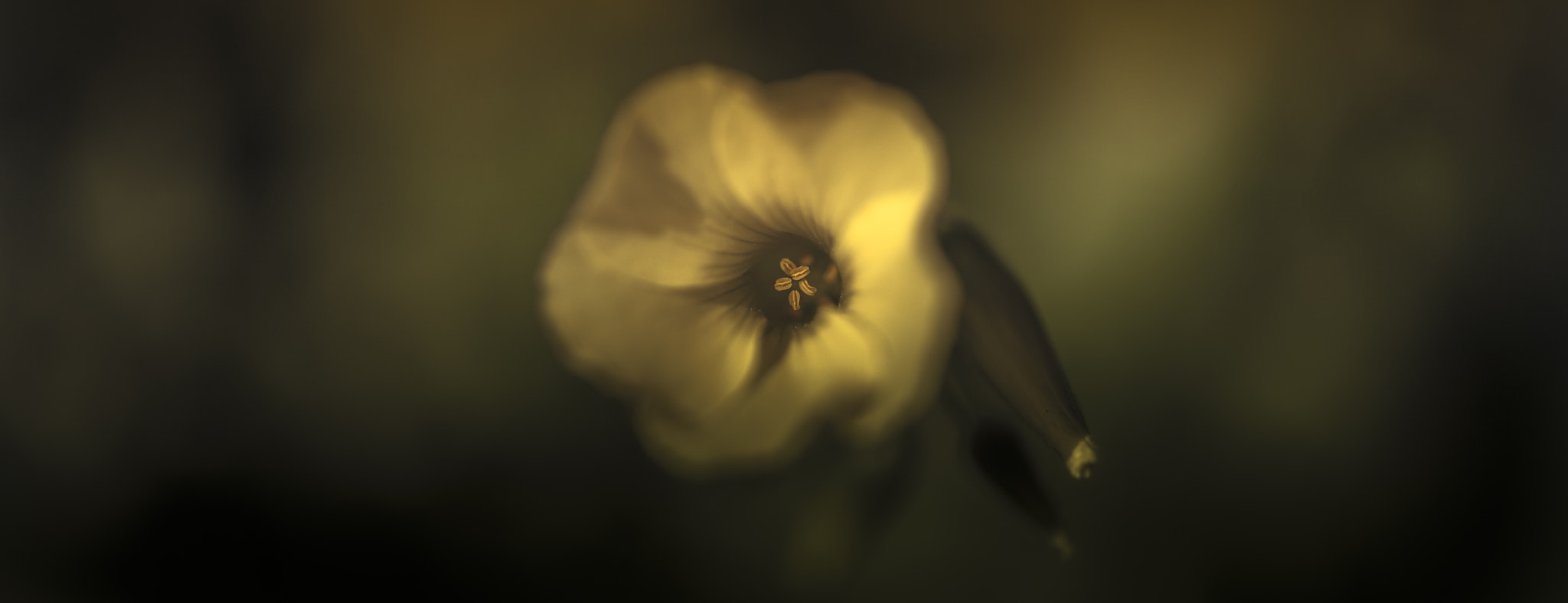 Canon EF 50mm F2.5 Macro sample photo. Flower photography