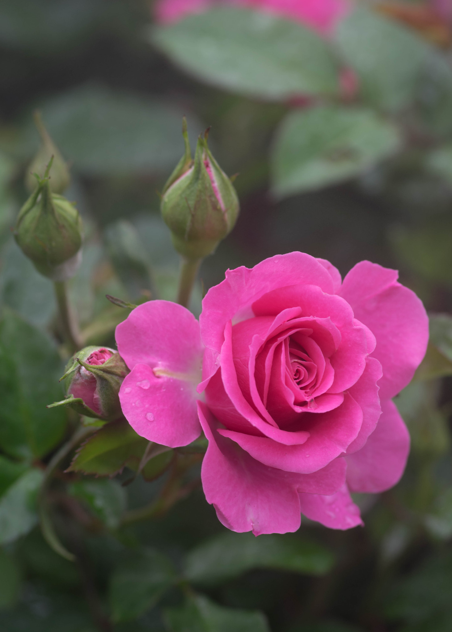 Pentax smc D-FA 100mm F2.8 Macro WR sample photo